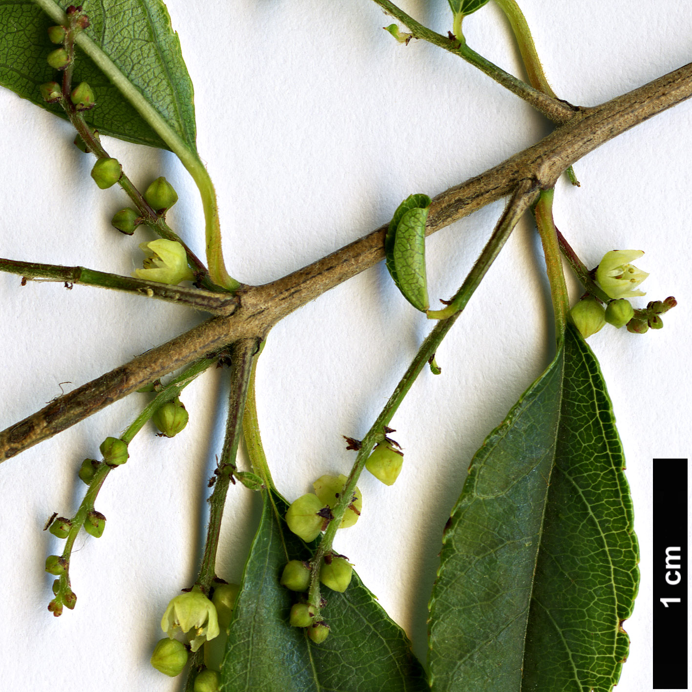 High resolution image: Family: Rhamnaceae - Genus: Sageretia - Taxon: paucicostata