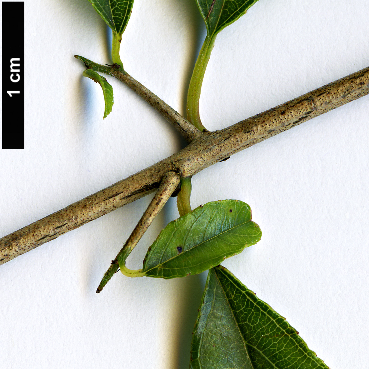 High resolution image: Family: Rhamnaceae - Genus: Sageretia - Taxon: paucicostata