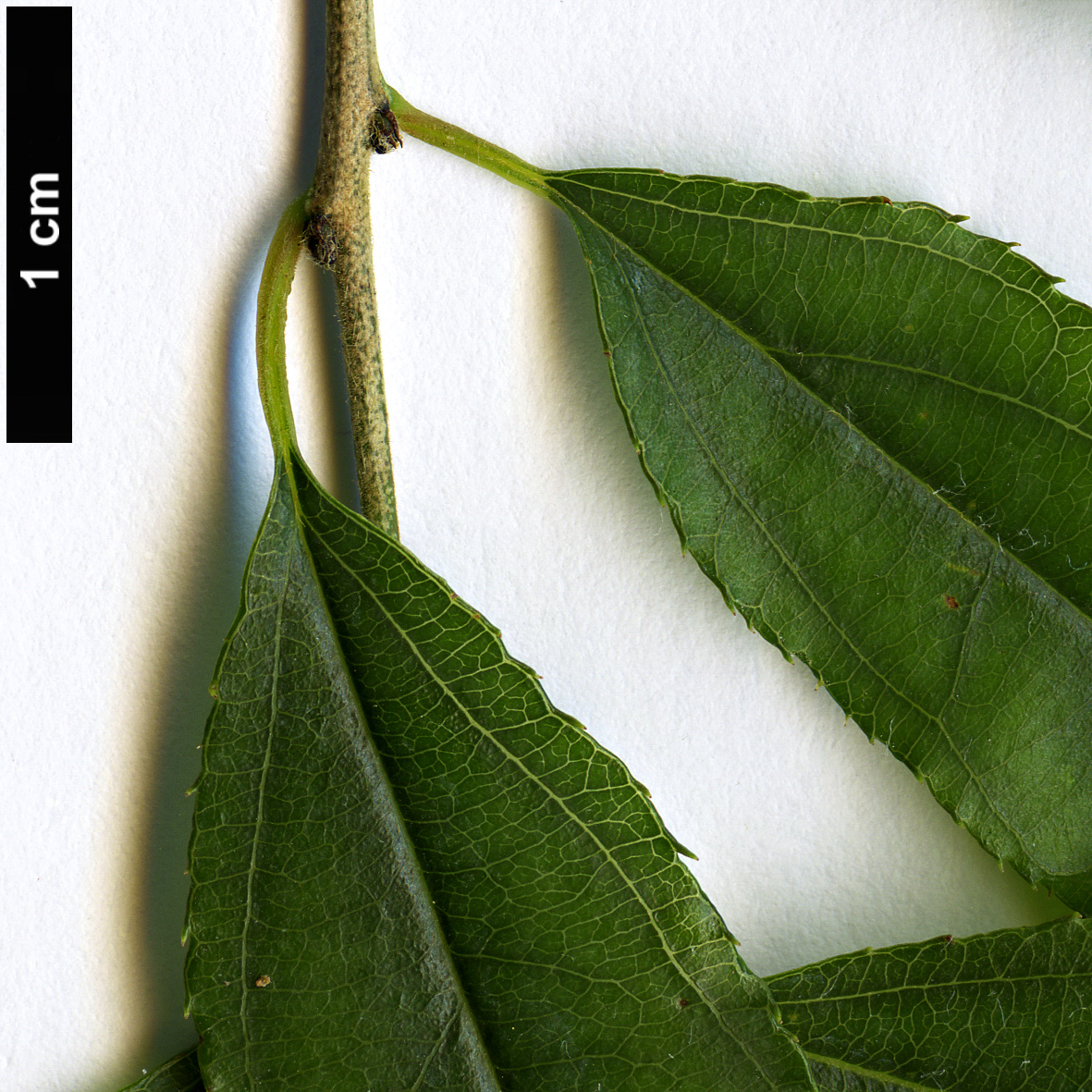 High resolution image: Family: Rhamnaceae - Genus: Sageretia - Taxon: paucicostata