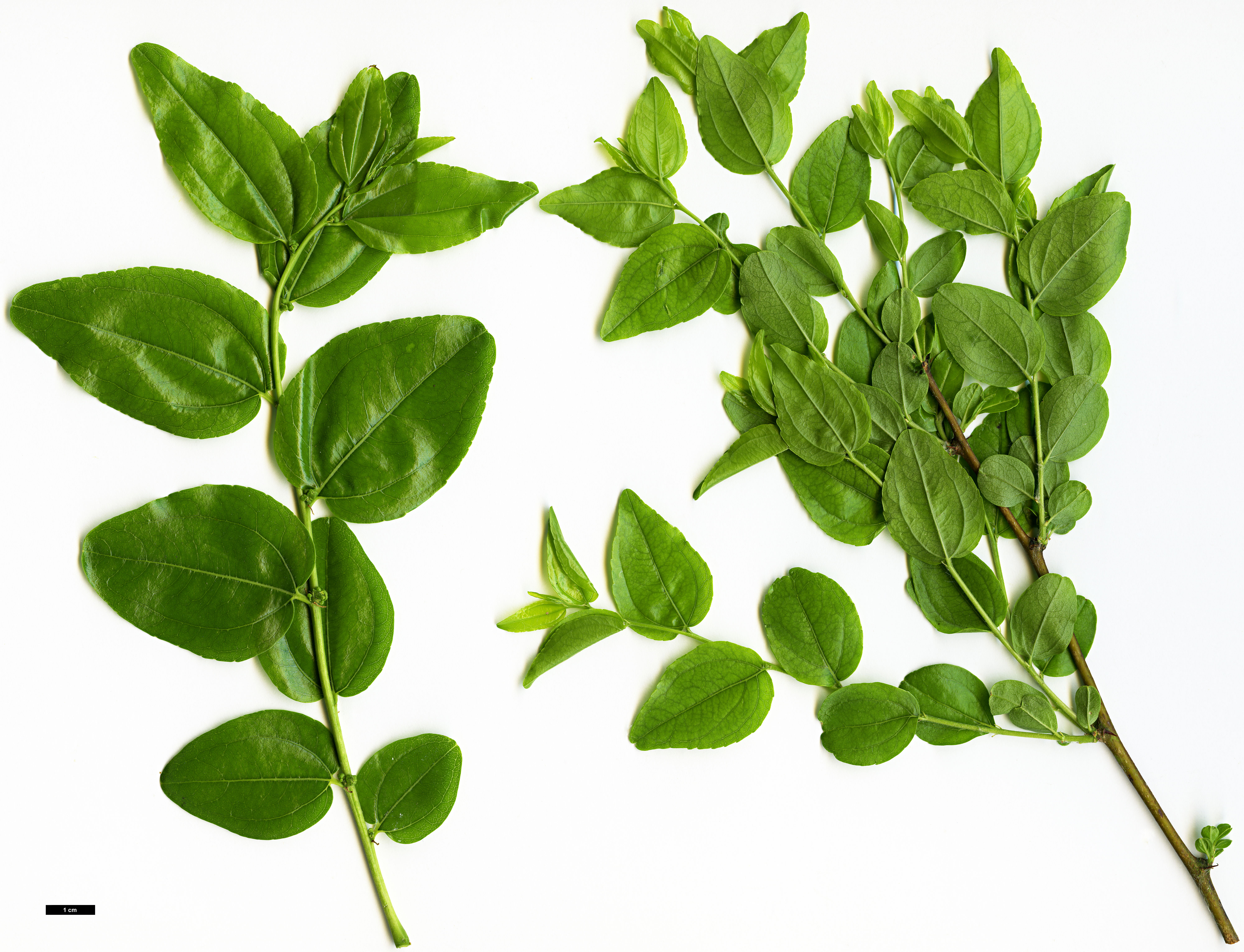 High resolution image: Family: Rhamnaceae - Genus: Ziziphus - Taxon: jujuba High resolution image: Family: Rhamnaceae - Genus: Ziziphus - Taxon: jujuba