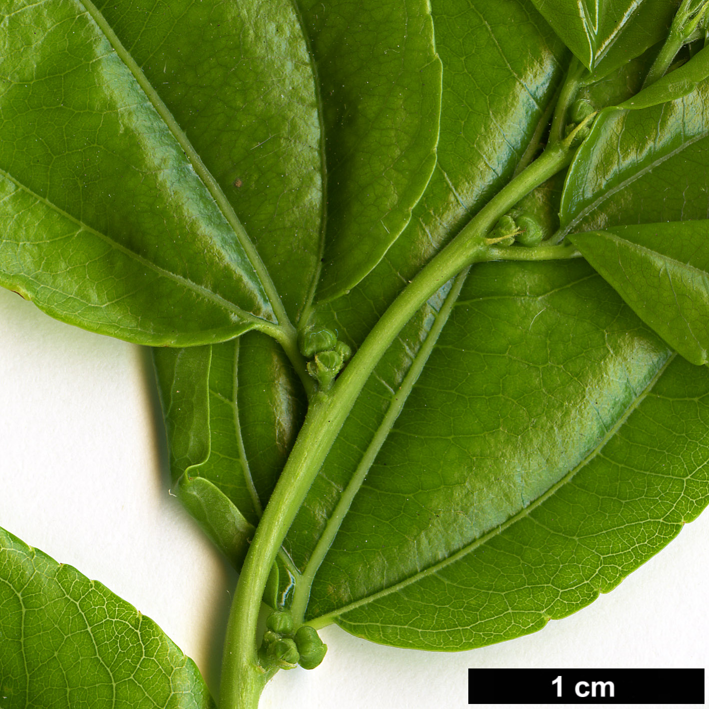 High resolution image: Family: Rhamnaceae - Genus: Ziziphus - Taxon: jujuba High resolution image: Family: Rhamnaceae - Genus: Ziziphus - Taxon: jujuba