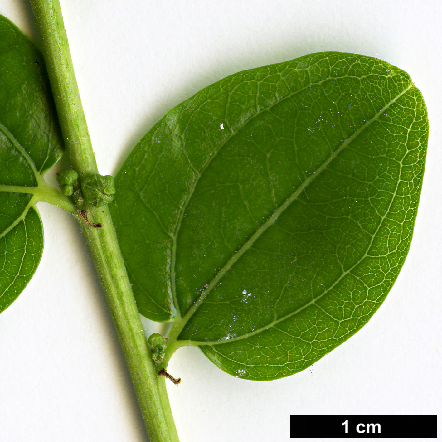 High resolution image: Family: Rhamnaceae - Genus: Ziziphus - Taxon: jujuba High resolution image: Family: Rhamnaceae - Genus: Ziziphus - Taxon: jujuba