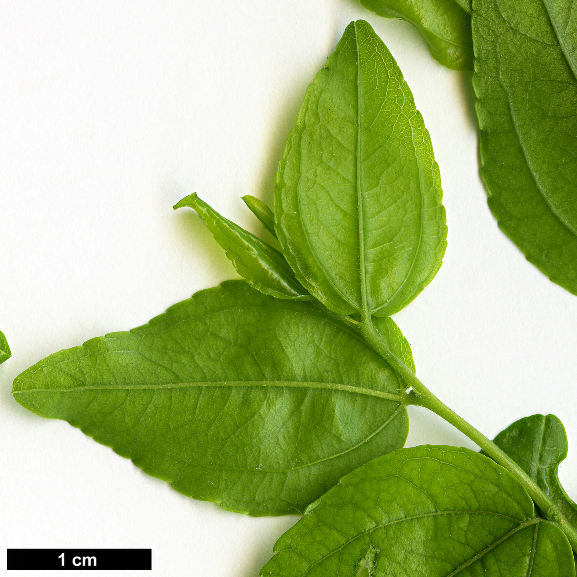 High resolution image: Family: Rhamnaceae - Genus: Ziziphus - Taxon: jujuba High resolution image: Family: Rhamnaceae - Genus: Ziziphus - Taxon: jujuba