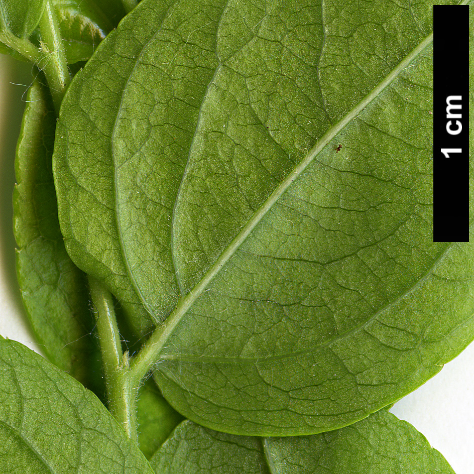 High resolution image: Family: Rhamnaceae - Genus: Ziziphus - Taxon: jujuba High resolution image: Family: Rhamnaceae - Genus: Ziziphus - Taxon: jujuba