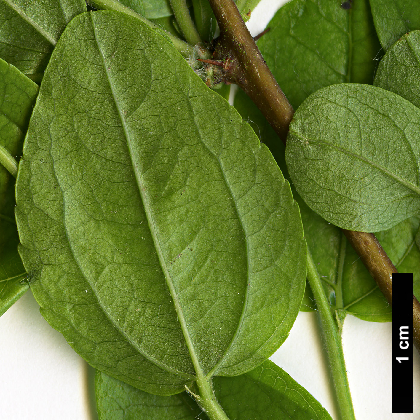 High resolution image: Family: Rhamnaceae - Genus: Ziziphus - Taxon: jujuba High resolution image: Family: Rhamnaceae - Genus: Ziziphus - Taxon: jujuba