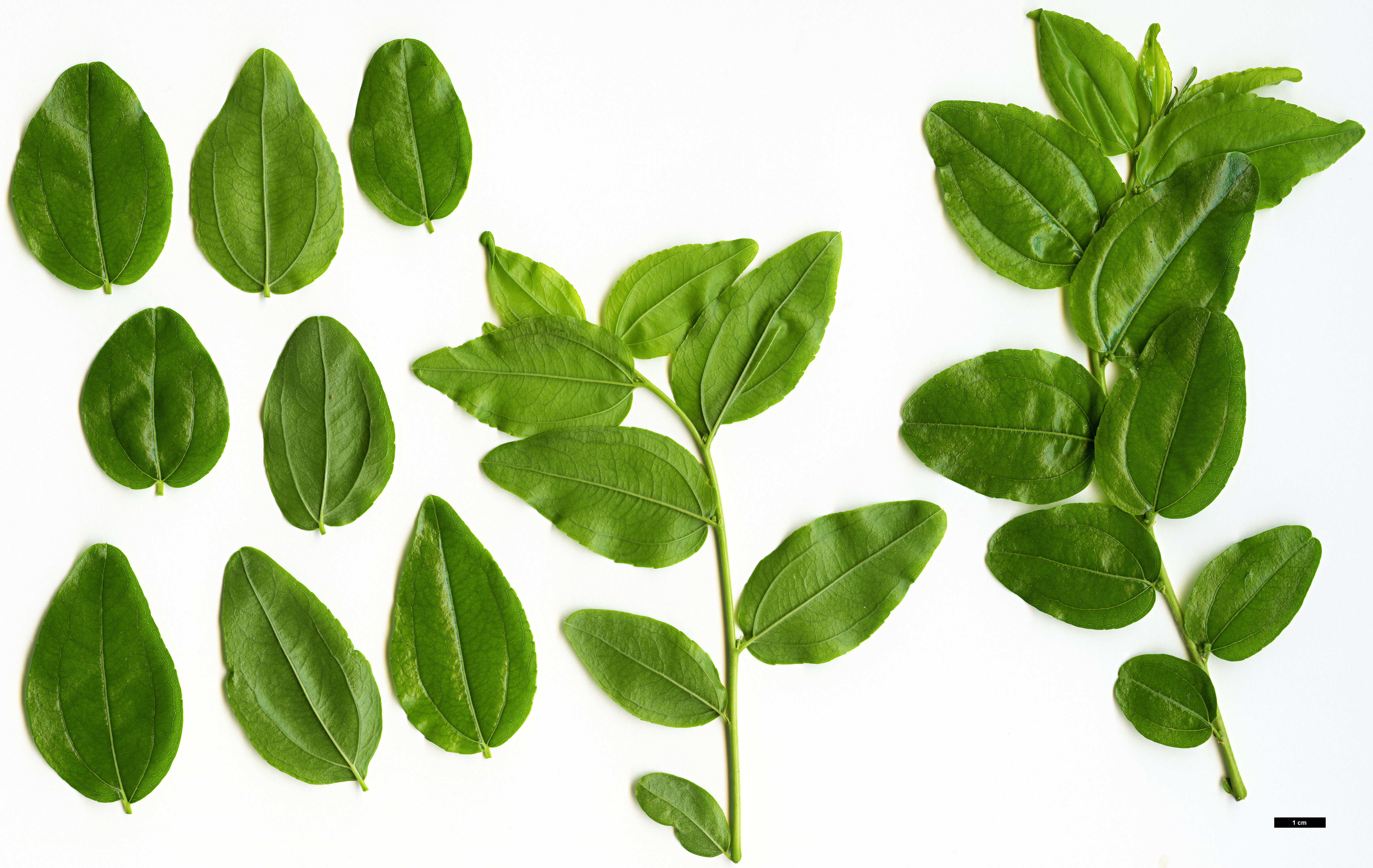 High resolution image: Family: Rhamnaceae - Genus: Ziziphus - Taxon: jujuba High resolution image: Family: Rhamnaceae - Genus: Ziziphus - Taxon: jujuba