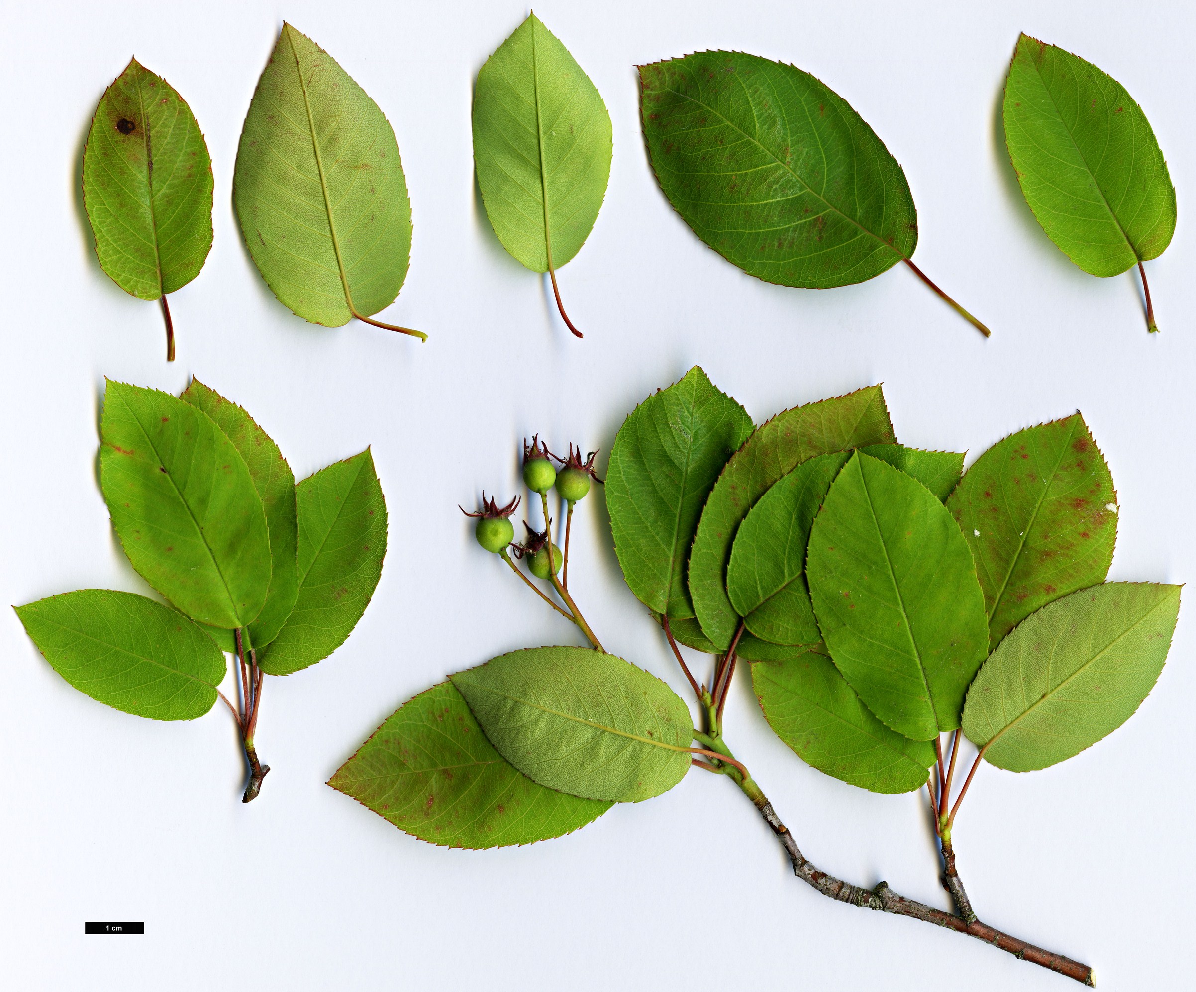 High resolution image: Family: Rosaceae - Genus: Amelanchier - Taxon: lamarckii