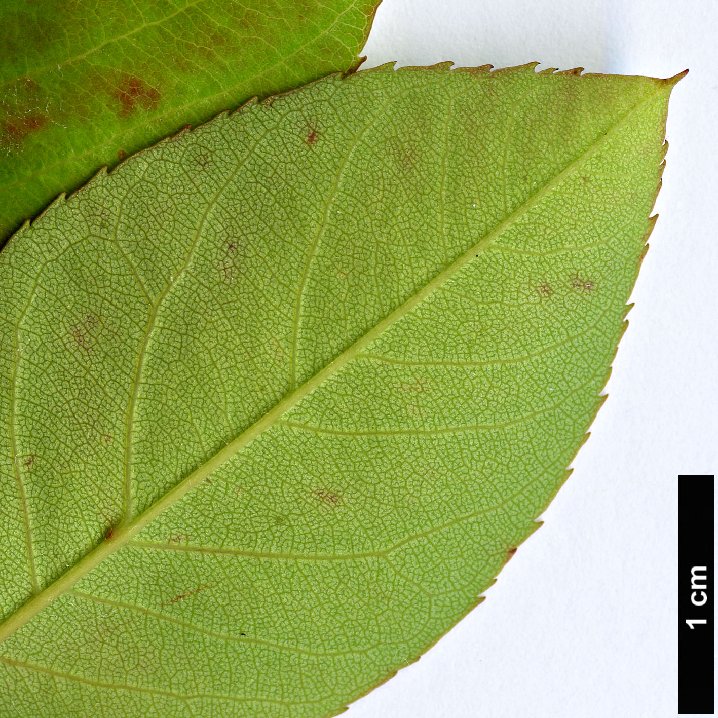 High resolution image: Family: Rosaceae - Genus: Amelanchier - Taxon: lamarckii