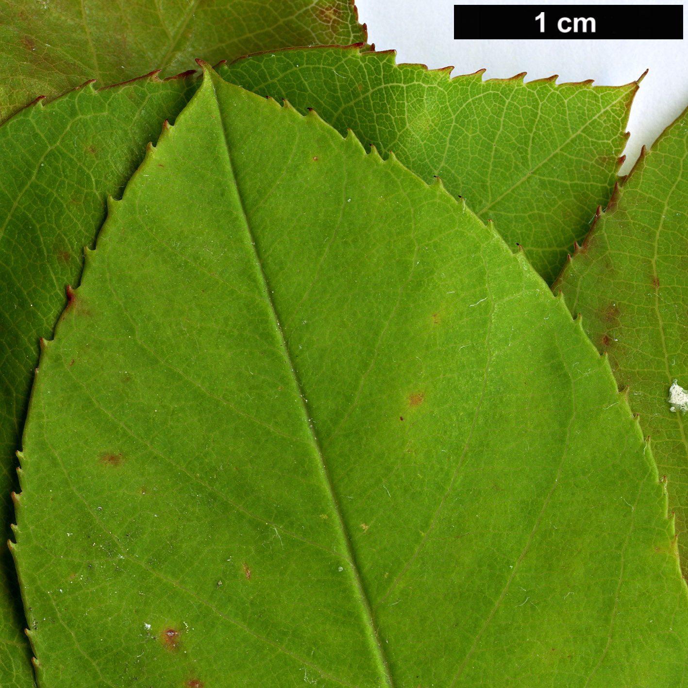High resolution image: Family: Rosaceae - Genus: Amelanchier - Taxon: lamarckii