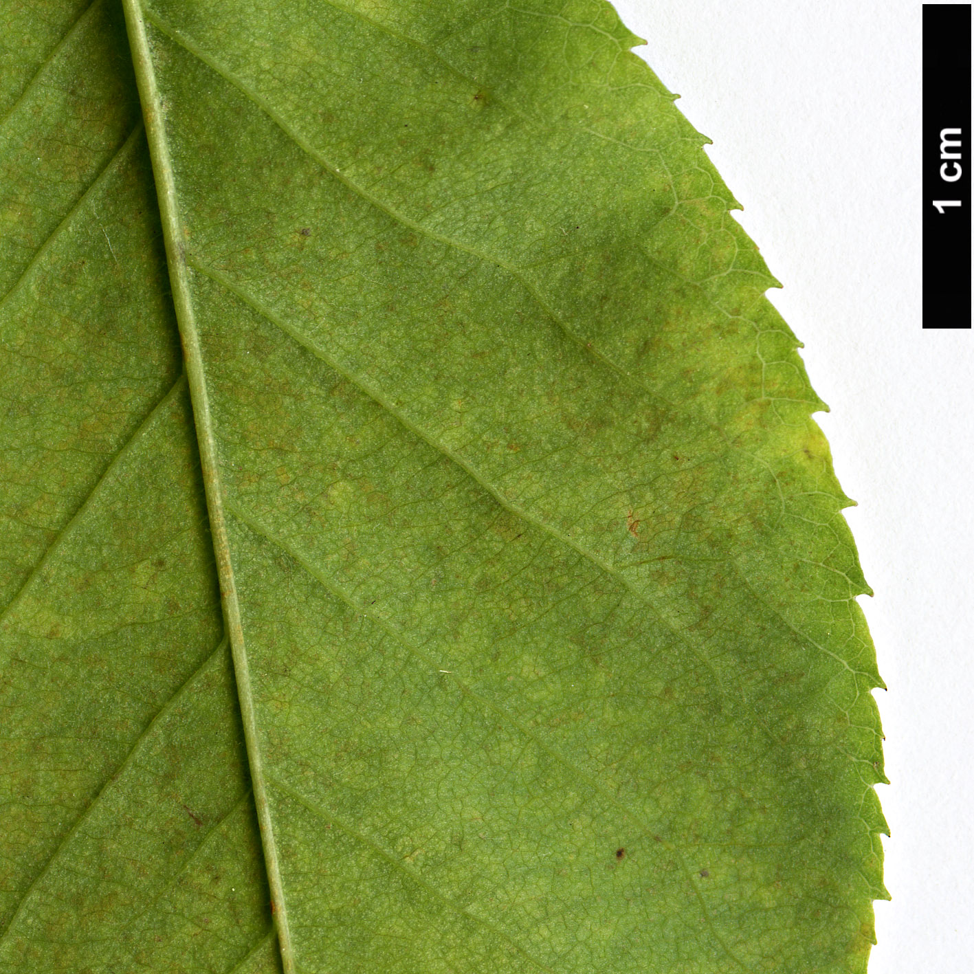High resolution image: Family: Rosaceae - Genus: Amelanchier - Taxon: stolonifera