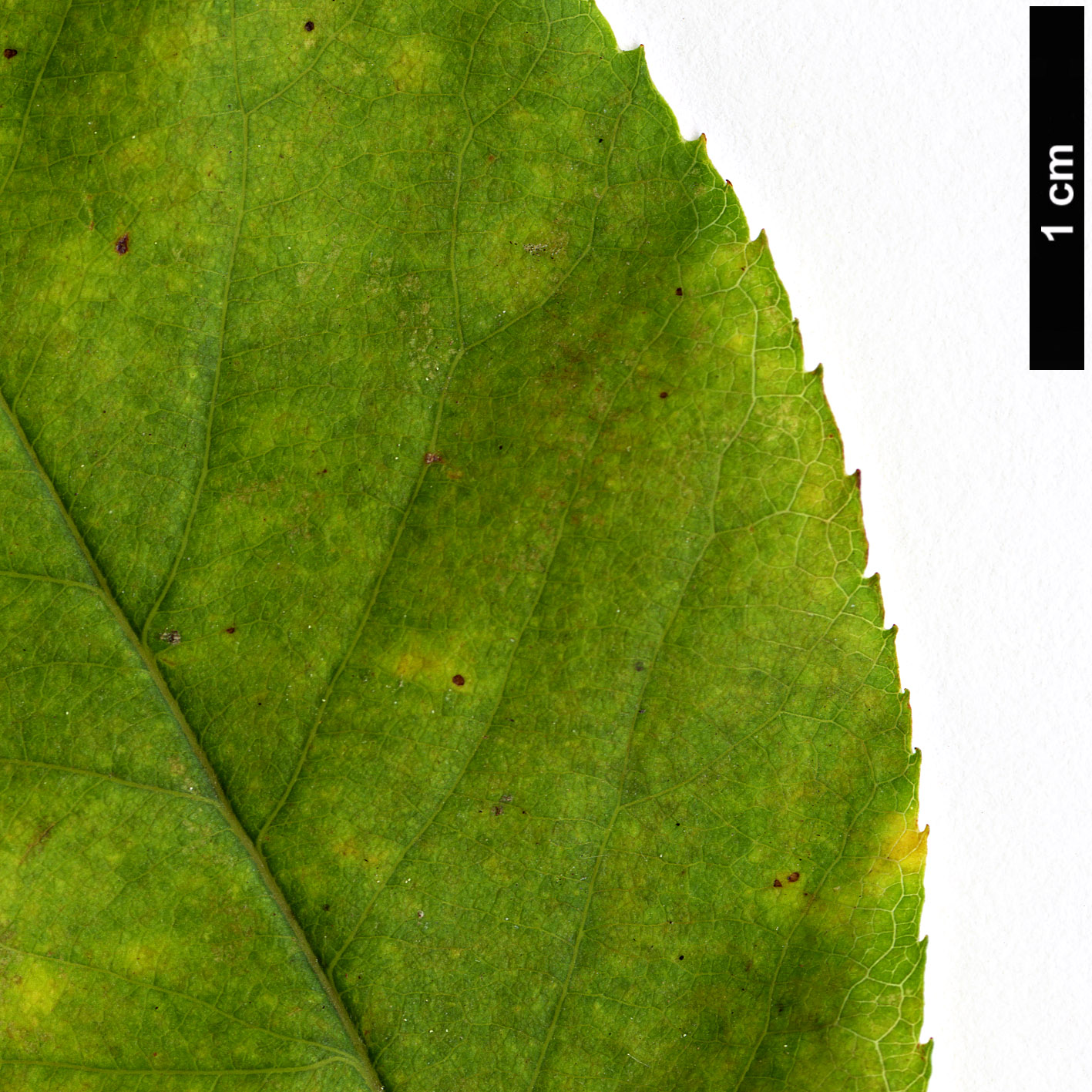 High resolution image: Family: Rosaceae - Genus: Amelanchier - Taxon: stolonifera