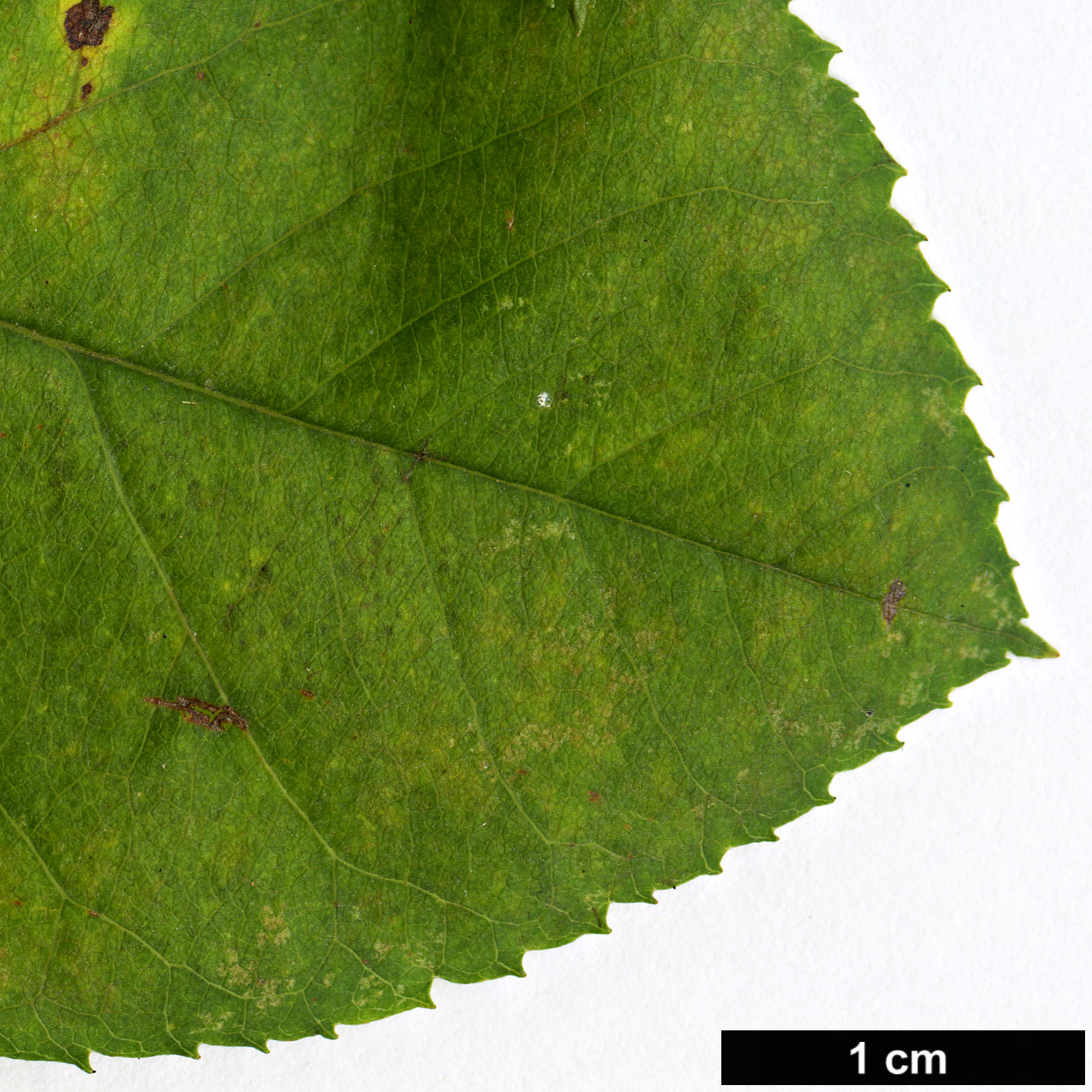 High resolution image: Family: Rosaceae - Genus: Amelanchier - Taxon: stolonifera
