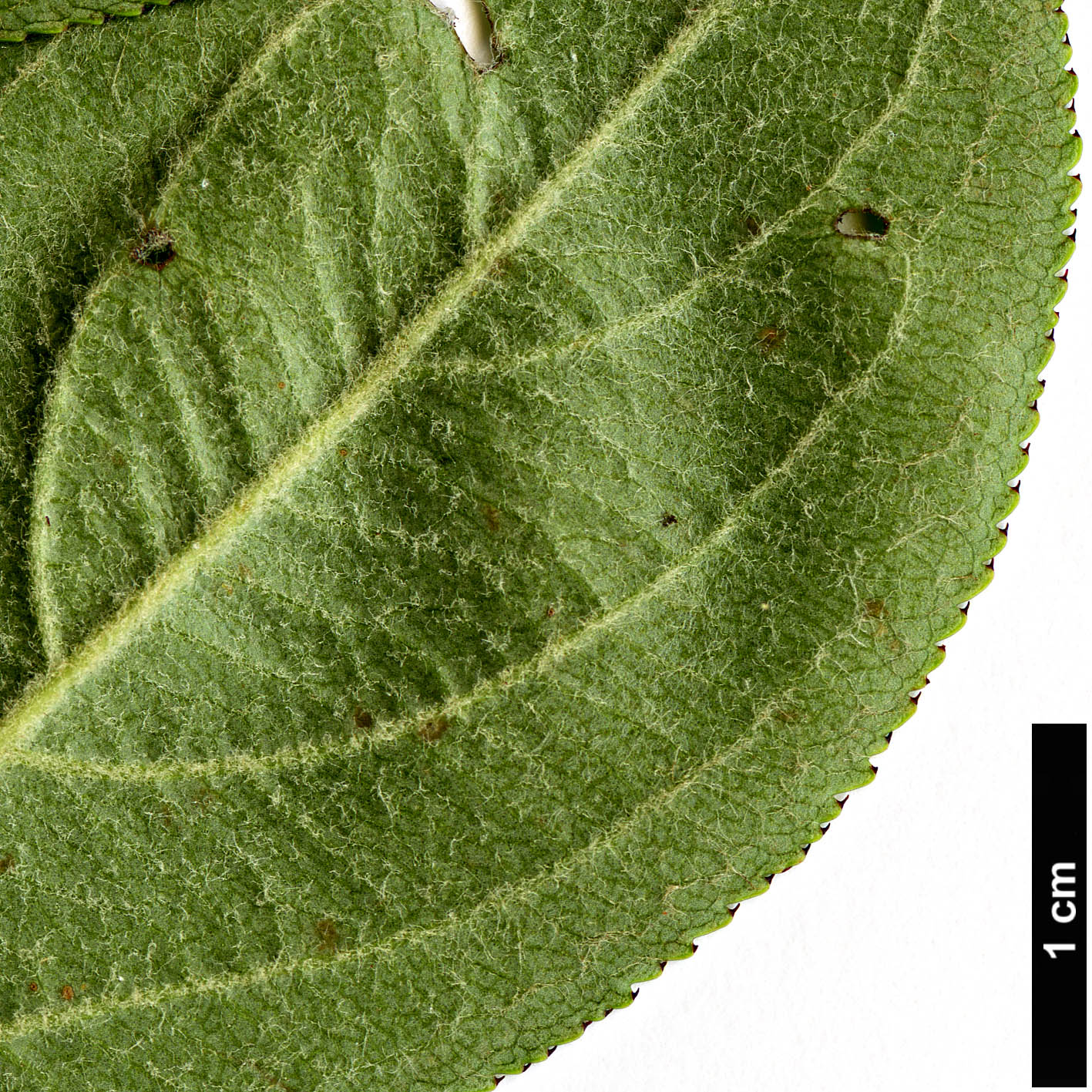 High resolution image: Family: Rosaceae - Genus: Aronia - Taxon: arbutifolia