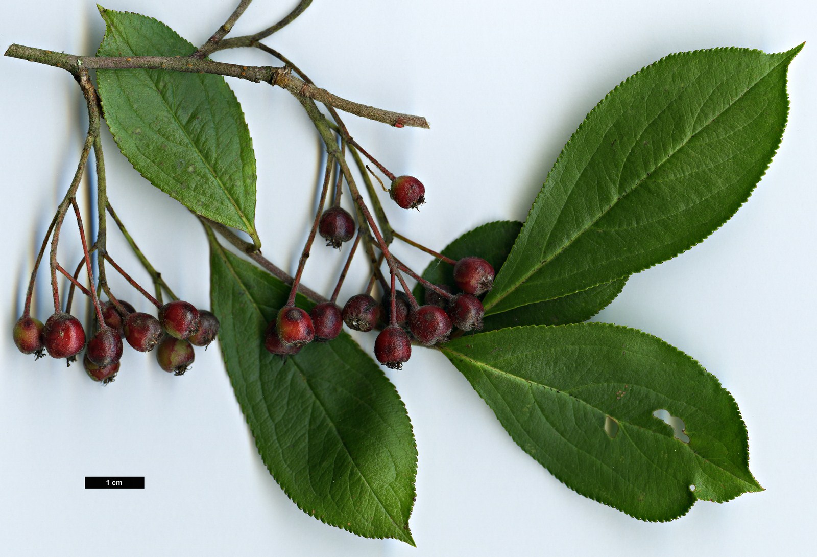 High resolution image: Family: Rosaceae - Genus: Aronia - Taxon: arbutifolia