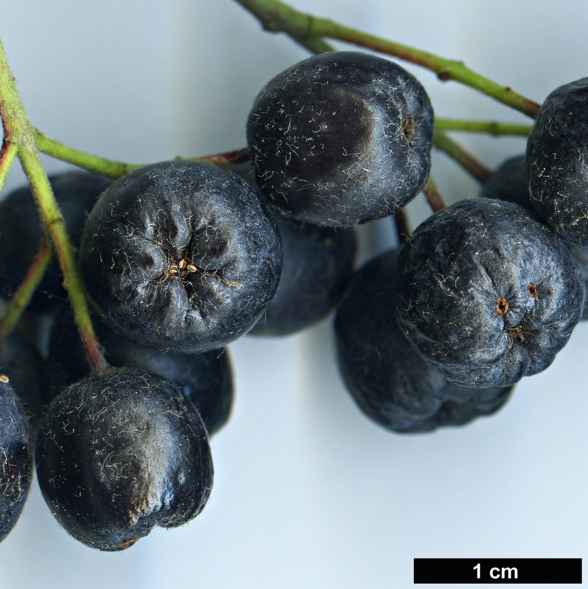 High resolution image: Family: Rosaceae - Genus: Aronia - Taxon: melanocarpa High resolution image: Family: Rosaceae - Genus: Aronia - Taxon: melanocarpa