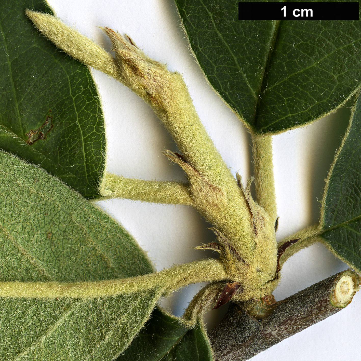 High resolution image: Family: Rosaceae - Genus: Cotoneaster - Taxon: affinis