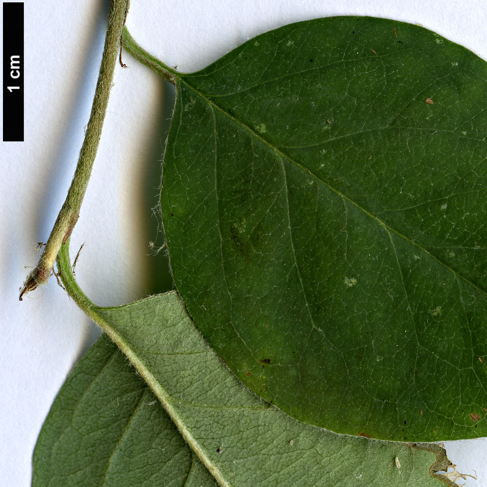 High resolution image: Family: Rosaceae - Genus: Cotoneaster - Taxon: albokermesinus