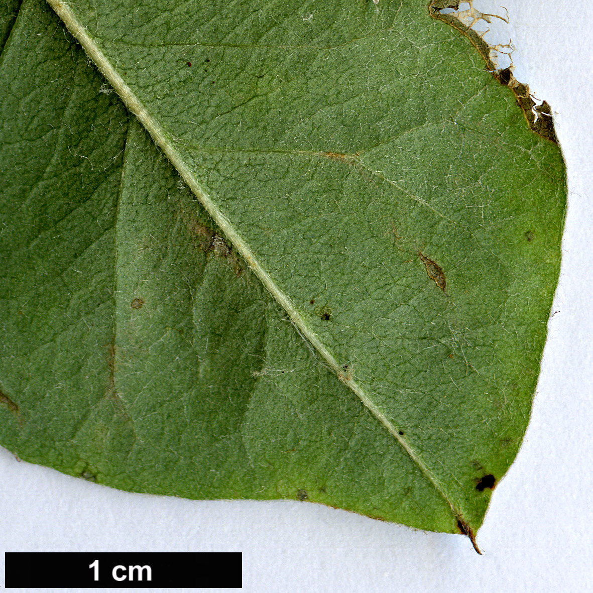 High resolution image: Family: Rosaceae - Genus: Cotoneaster - Taxon: albokermesinus