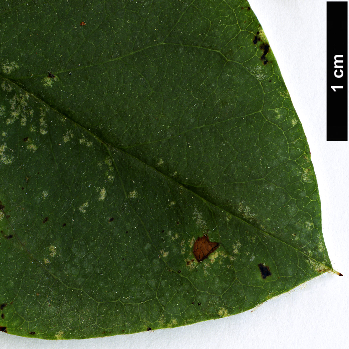 High resolution image: Family: Rosaceae - Genus: Cotoneaster - Taxon: albokermesinus