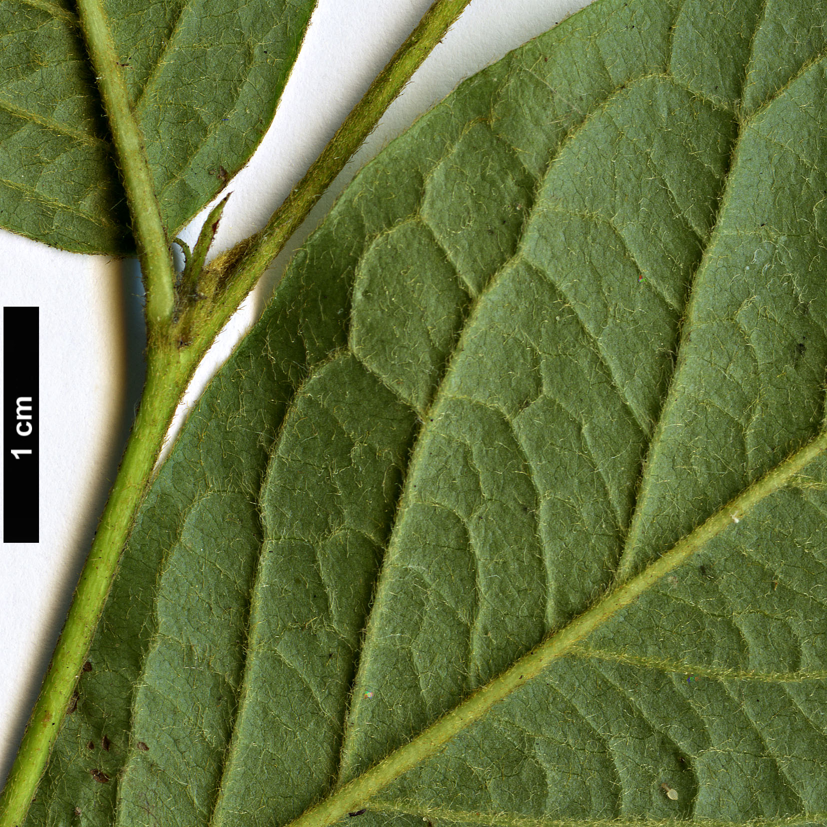 High resolution image: Family: Rosaceae - Genus: Cotoneaster - Taxon: ambiguus