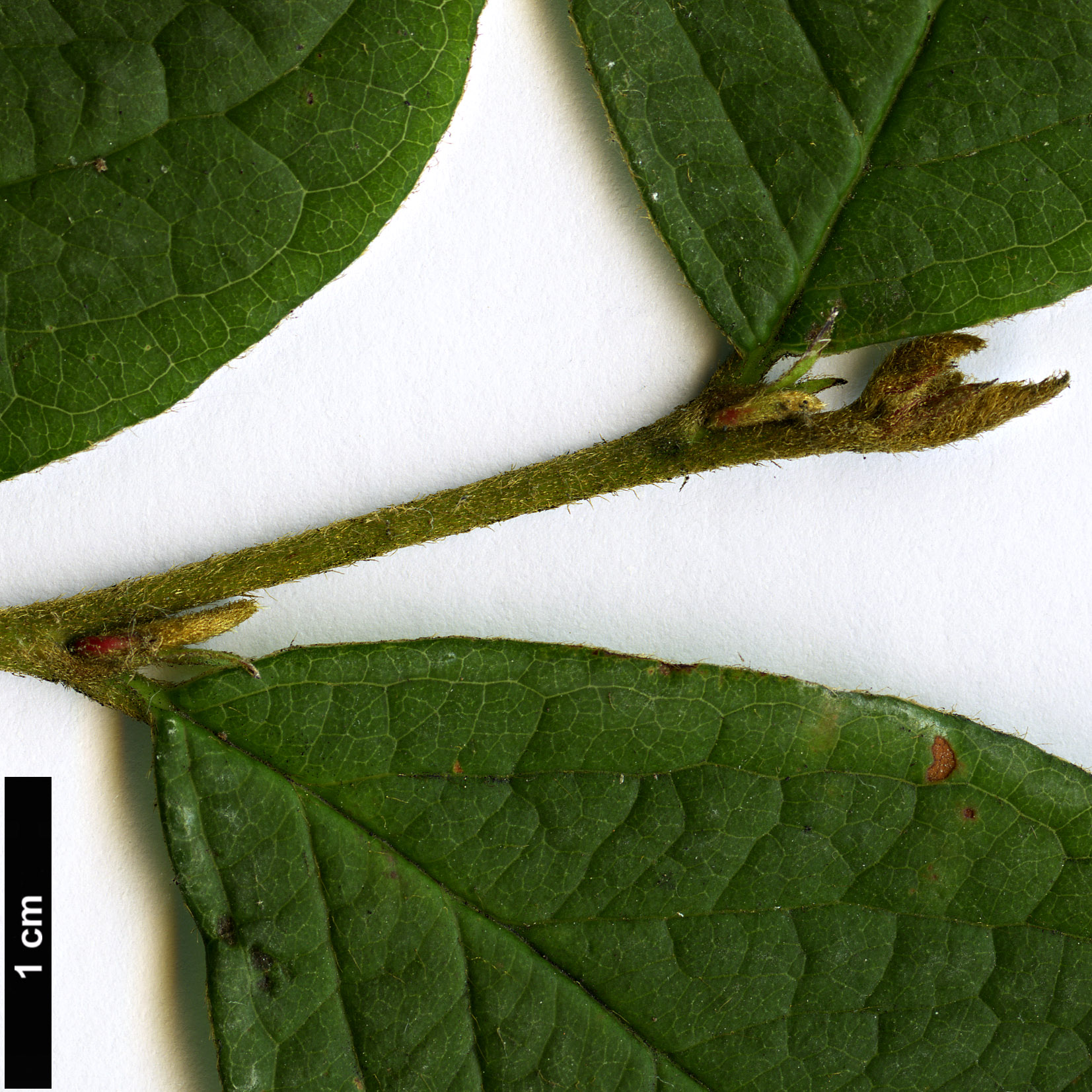 High resolution image: Family: Rosaceae - Genus: Cotoneaster - Taxon: ambiguus