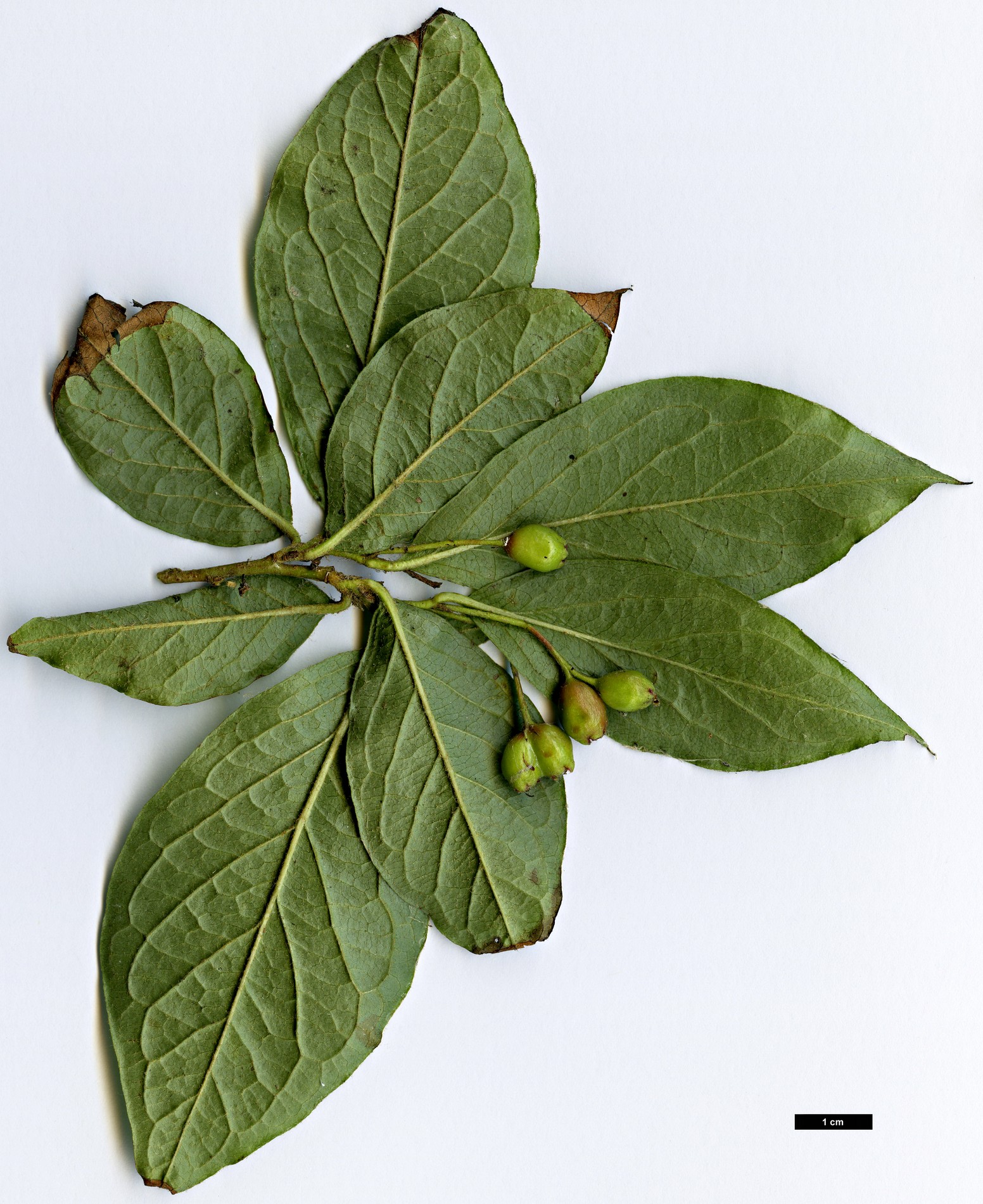 High resolution image: Family: Rosaceae - Genus: Cotoneaster - Taxon: ambiguus