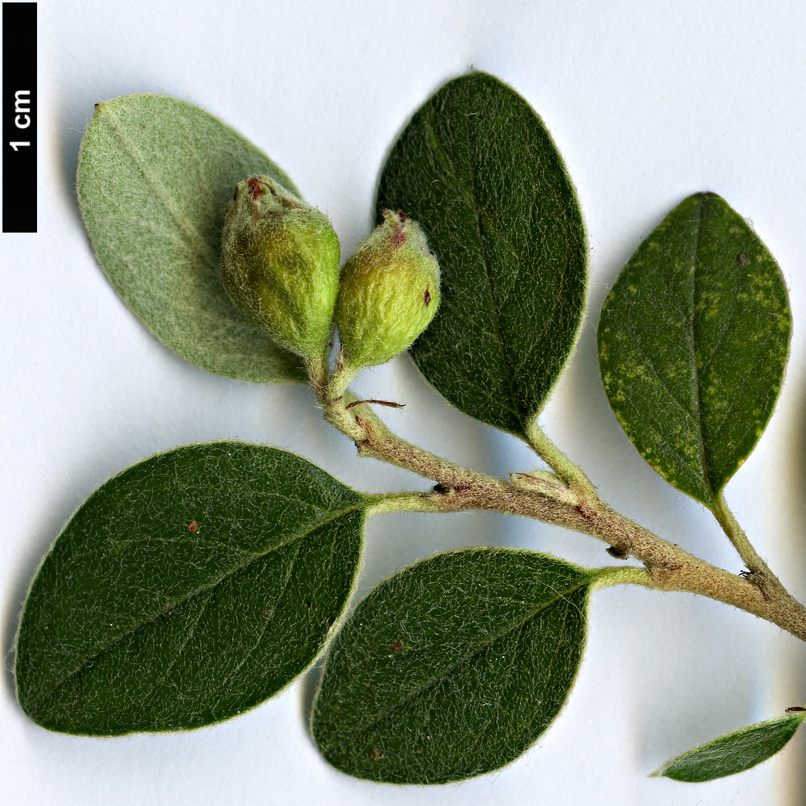 High resolution image: Family: Rosaceae - Genus: Cotoneaster - Taxon: amoenus