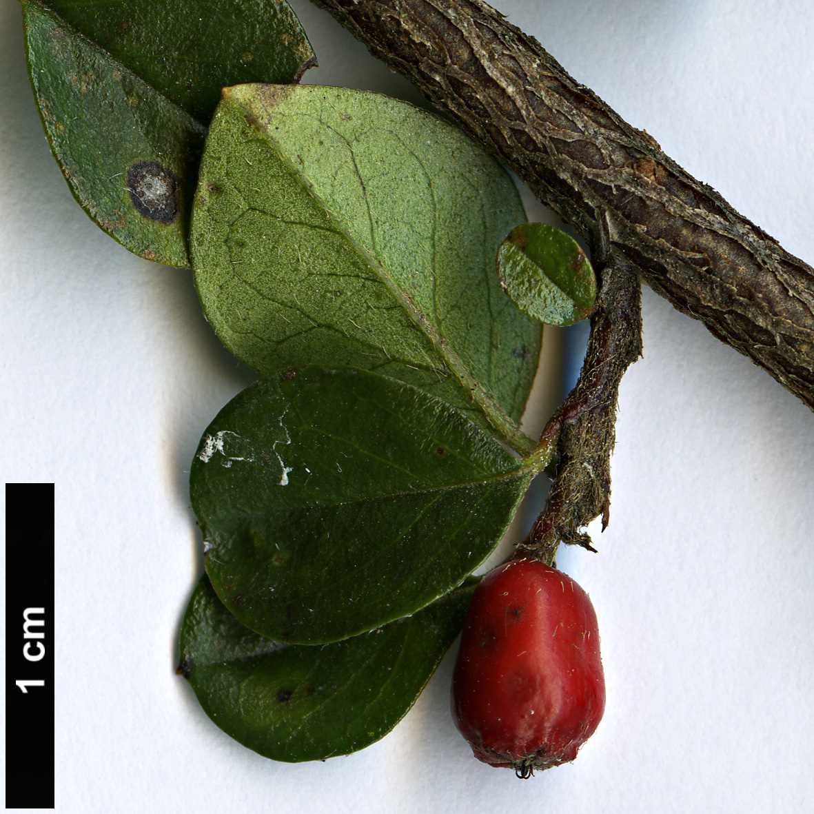 High resolution image: Family: Rosaceae - Genus: Cotoneaster - Taxon: apiculatus