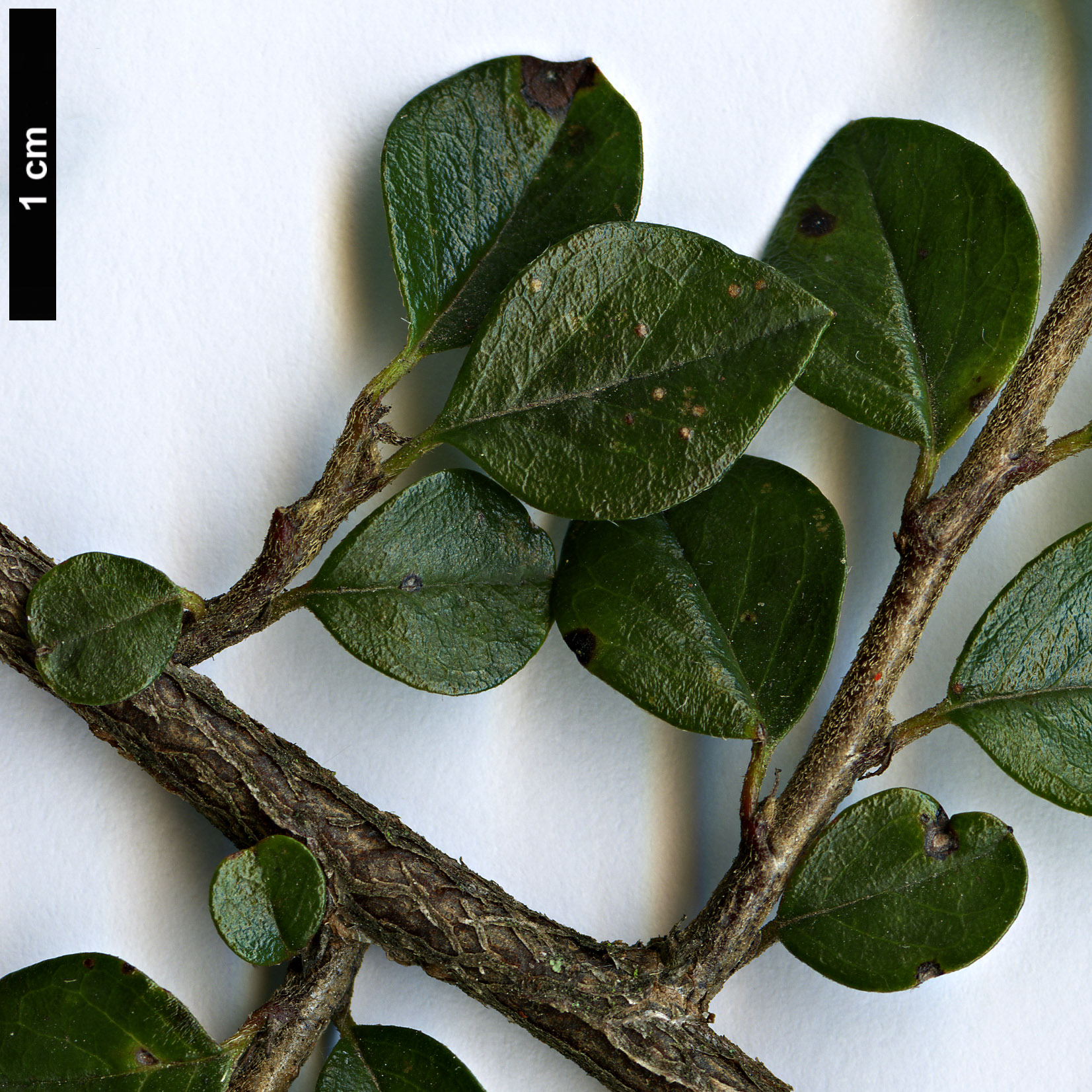 High resolution image: Family: Rosaceae - Genus: Cotoneaster - Taxon: apiculatus