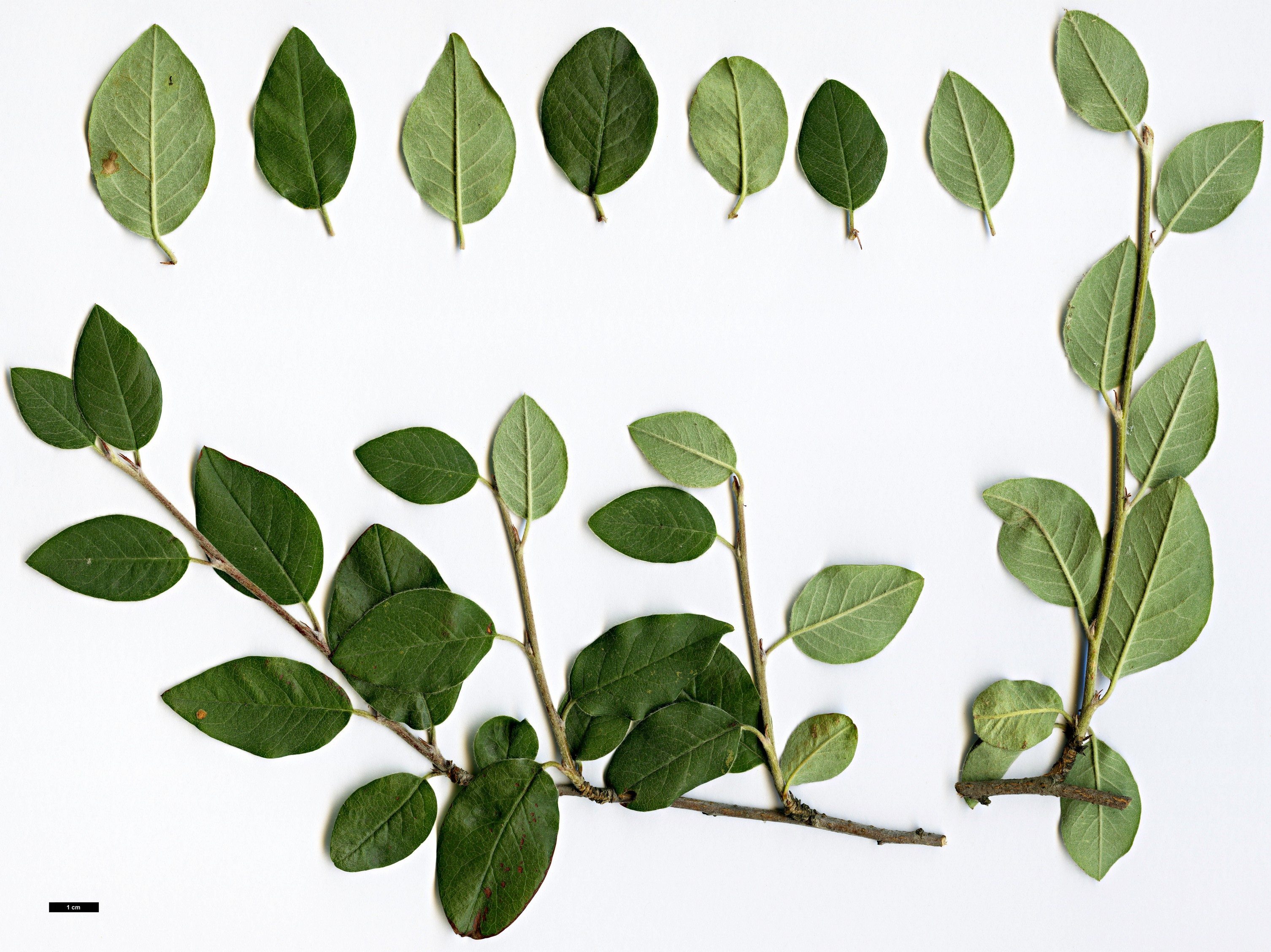 High resolution image: Family: Rosaceae - Genus: Cotoneaster - Taxon: armenus High resolution image: Family: Rosaceae - Genus: Cotoneaster - Taxon: armenus