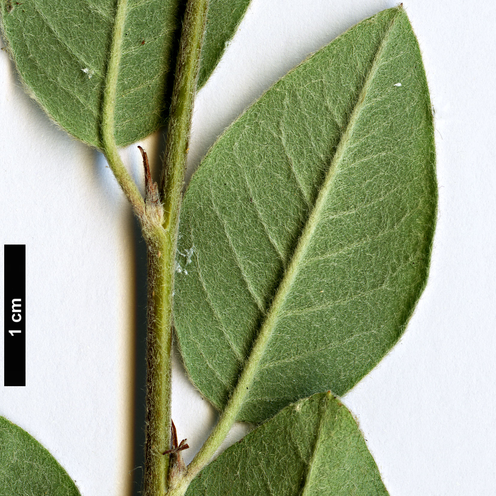 High resolution image: Family: Rosaceae - Genus: Cotoneaster - Taxon: armenus