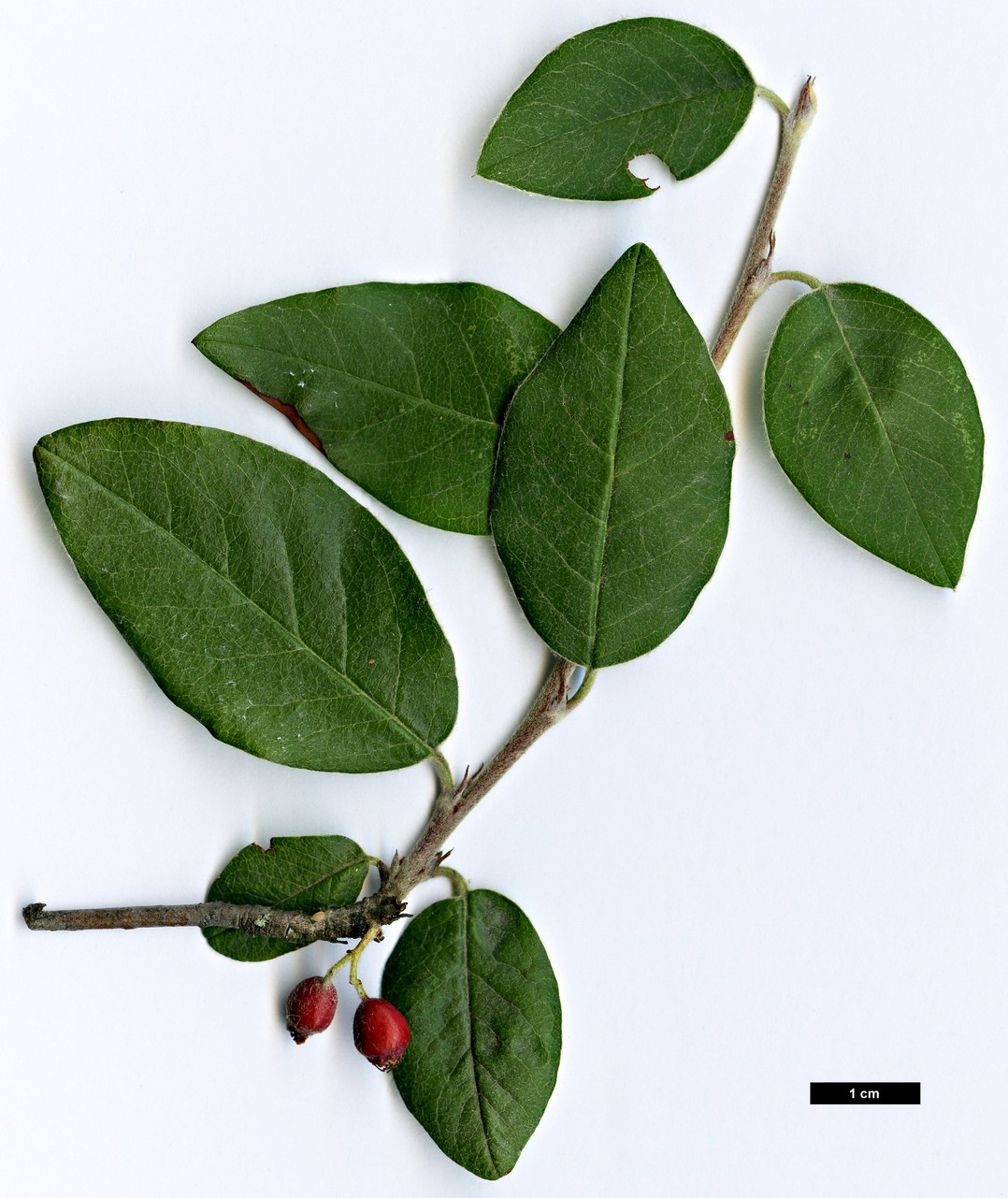 High resolution image: Family: Rosaceae - Genus: Cotoneaster - Taxon: armenus