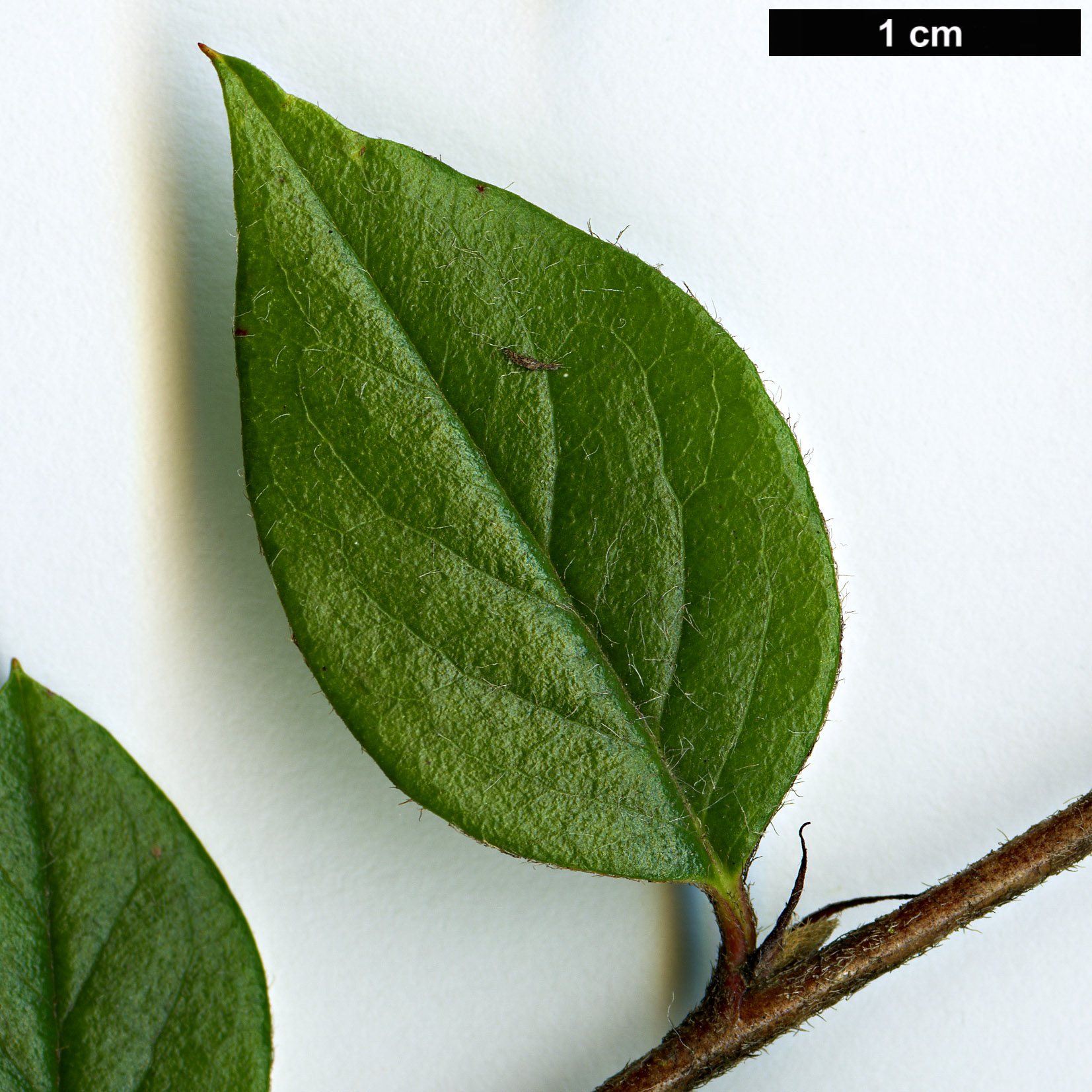 High resolution image: Family: Rosaceae - Genus: Cotoneaster - Taxon: assamensis