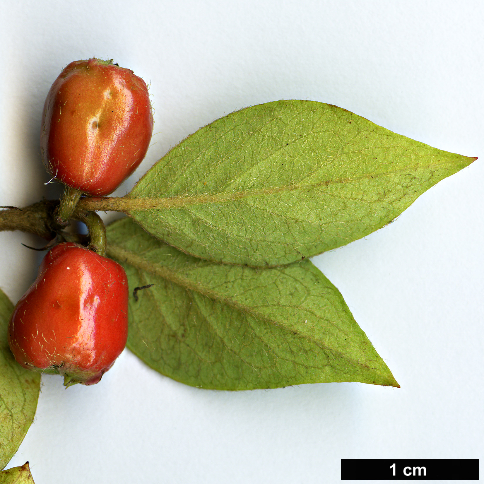 High resolution image: Family: Rosaceae - Genus: Cotoneaster - Taxon: assamensis
