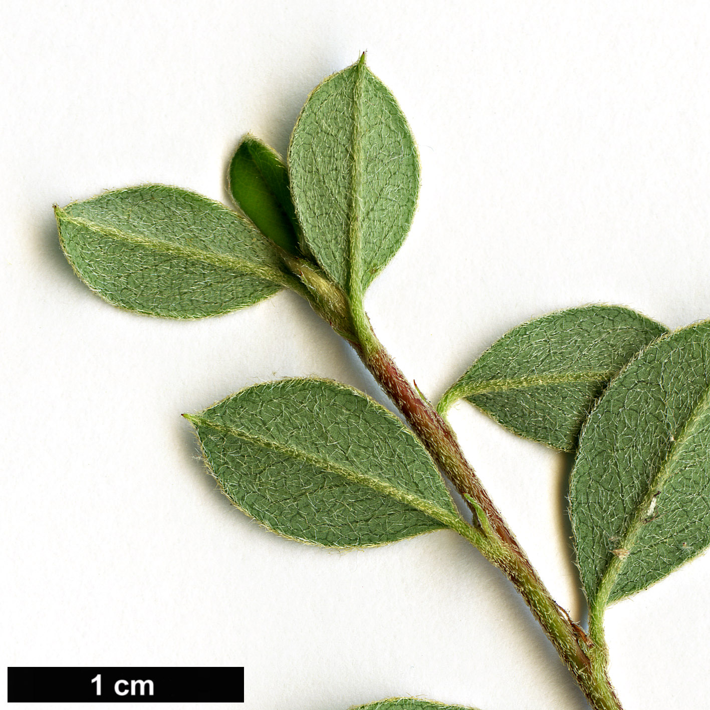 High resolution image: Family: Rosaceae - Genus: Cotoneaster - Taxon: astrophoros