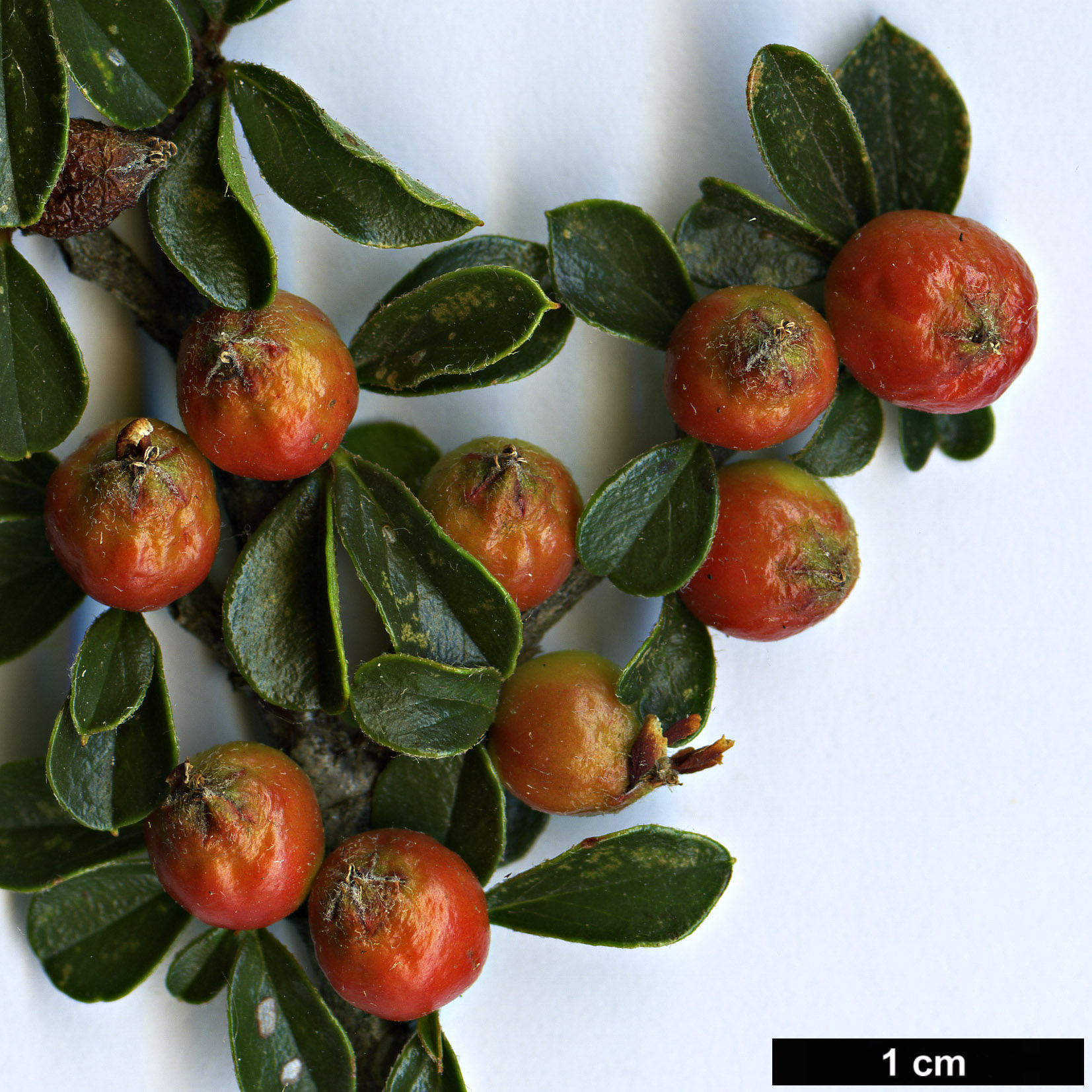 High resolution image: Family: Rosaceae - Genus: Cotoneaster - Taxon: atrovirens