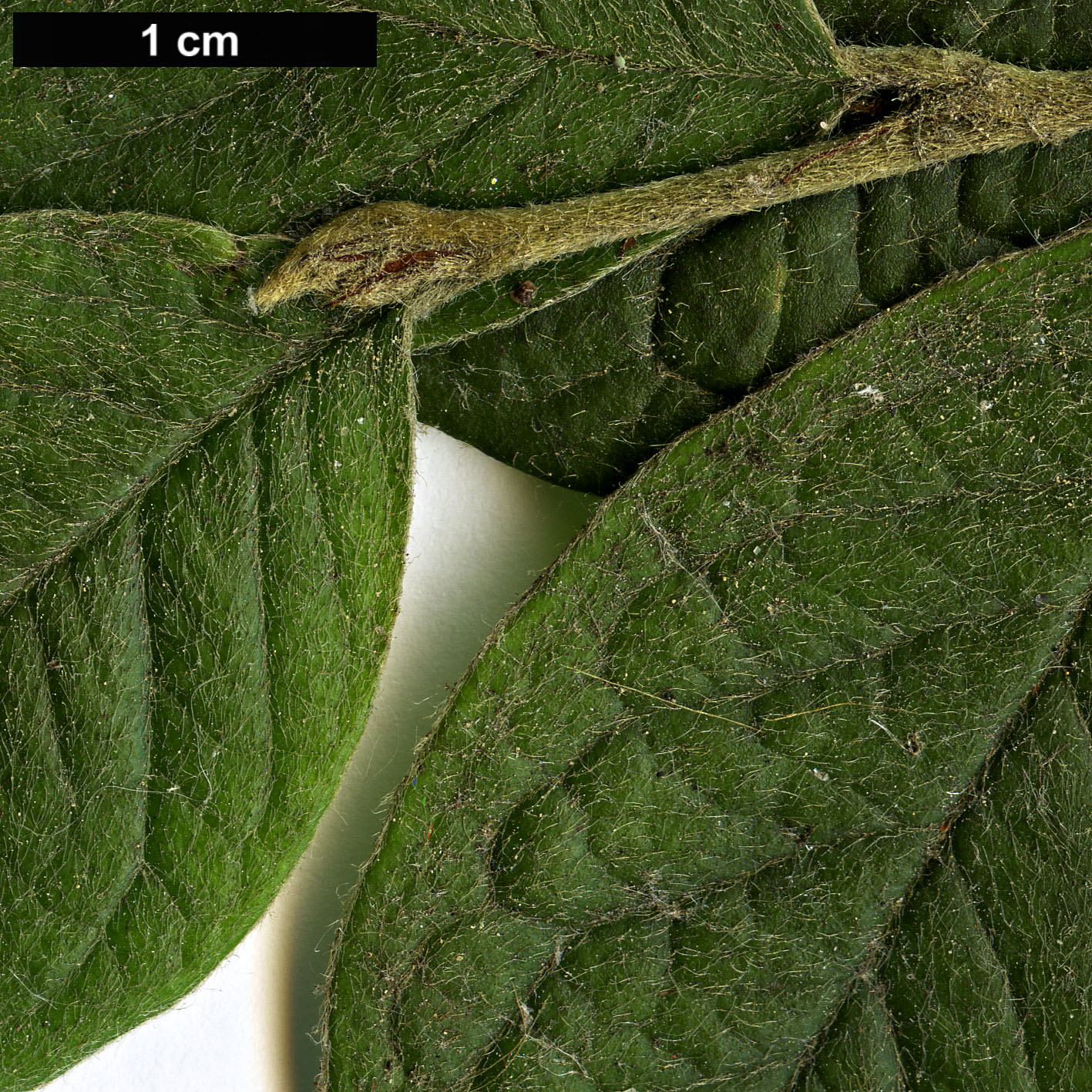 High resolution image: Family: Rosaceae - Genus: Cotoneaster - Taxon: boisianus