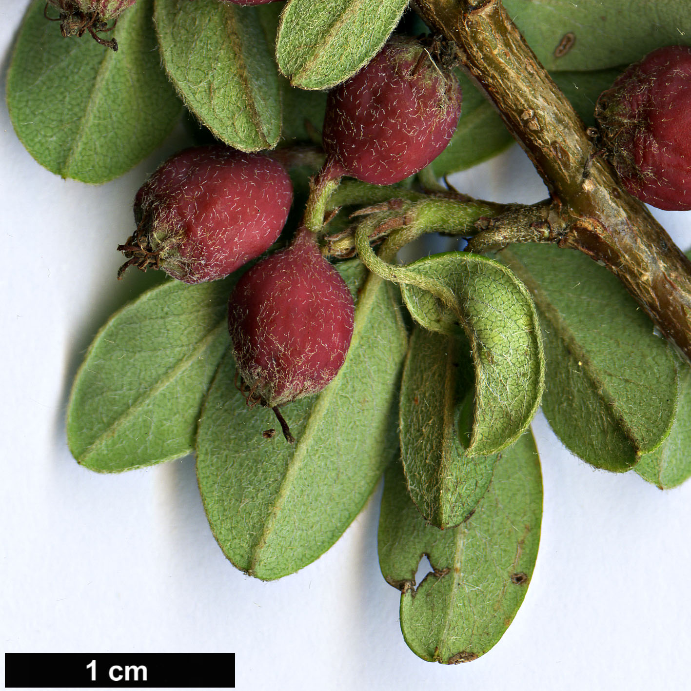 High resolution image: Family: Rosaceae - Genus: Cotoneaster - Taxon: buxifolius