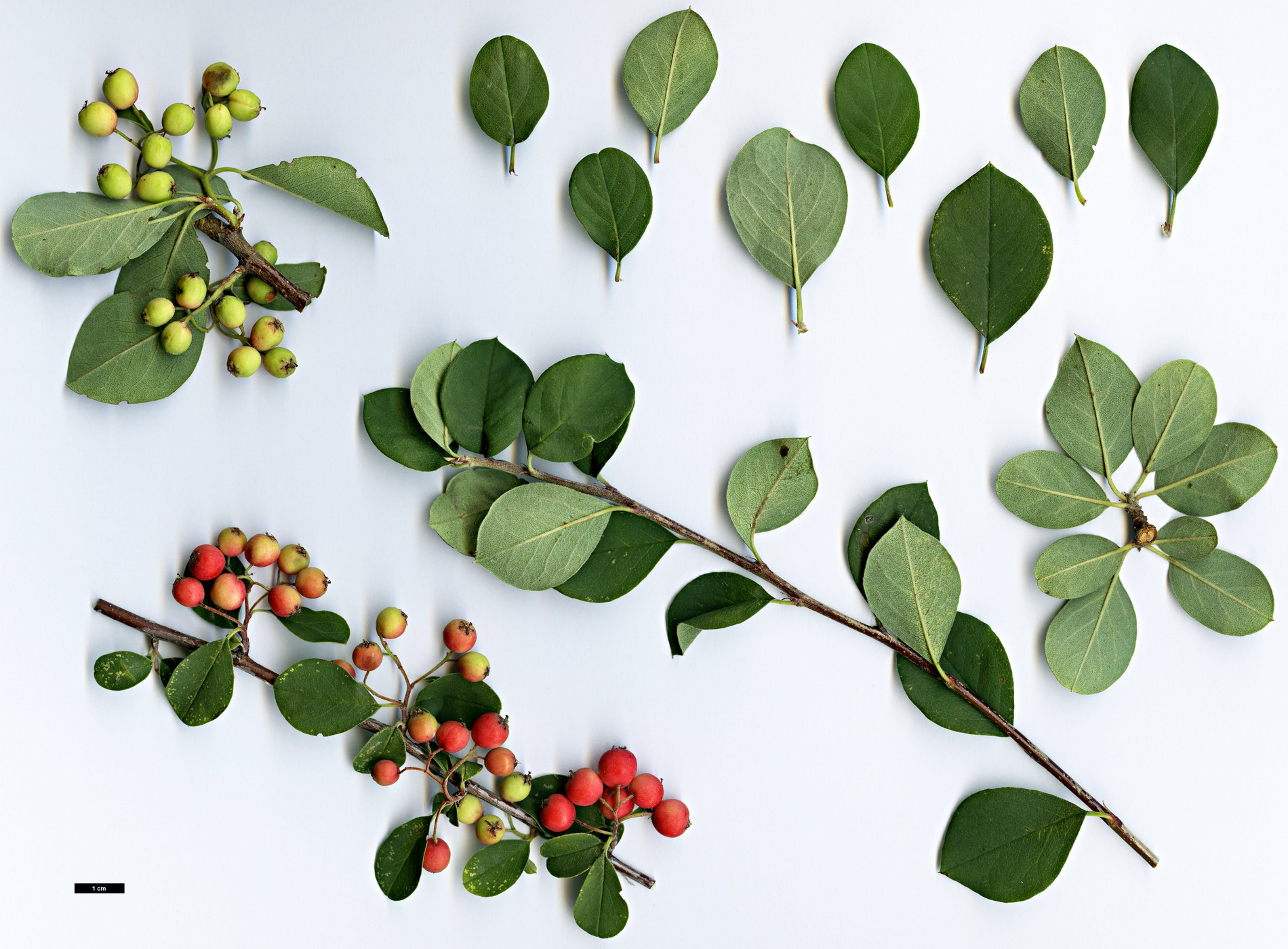 High resolution image: Family: Rosaceae - Genus: Cotoneaster - Taxon: chungtiensis High resolution image: Family: Rosaceae - Genus: Cotoneaster - Taxon: chungtiensis