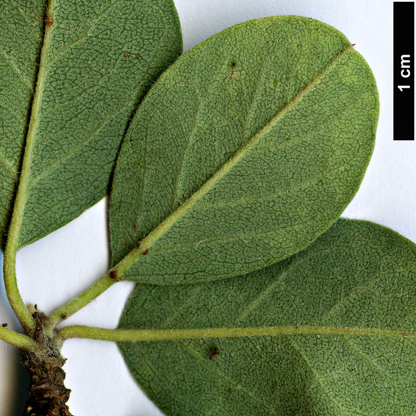 High resolution image: Family: Rosaceae - Genus: Cotoneaster - Taxon: chungtiensis High resolution image: Family: Rosaceae - Genus: Cotoneaster - Taxon: chungtiensis