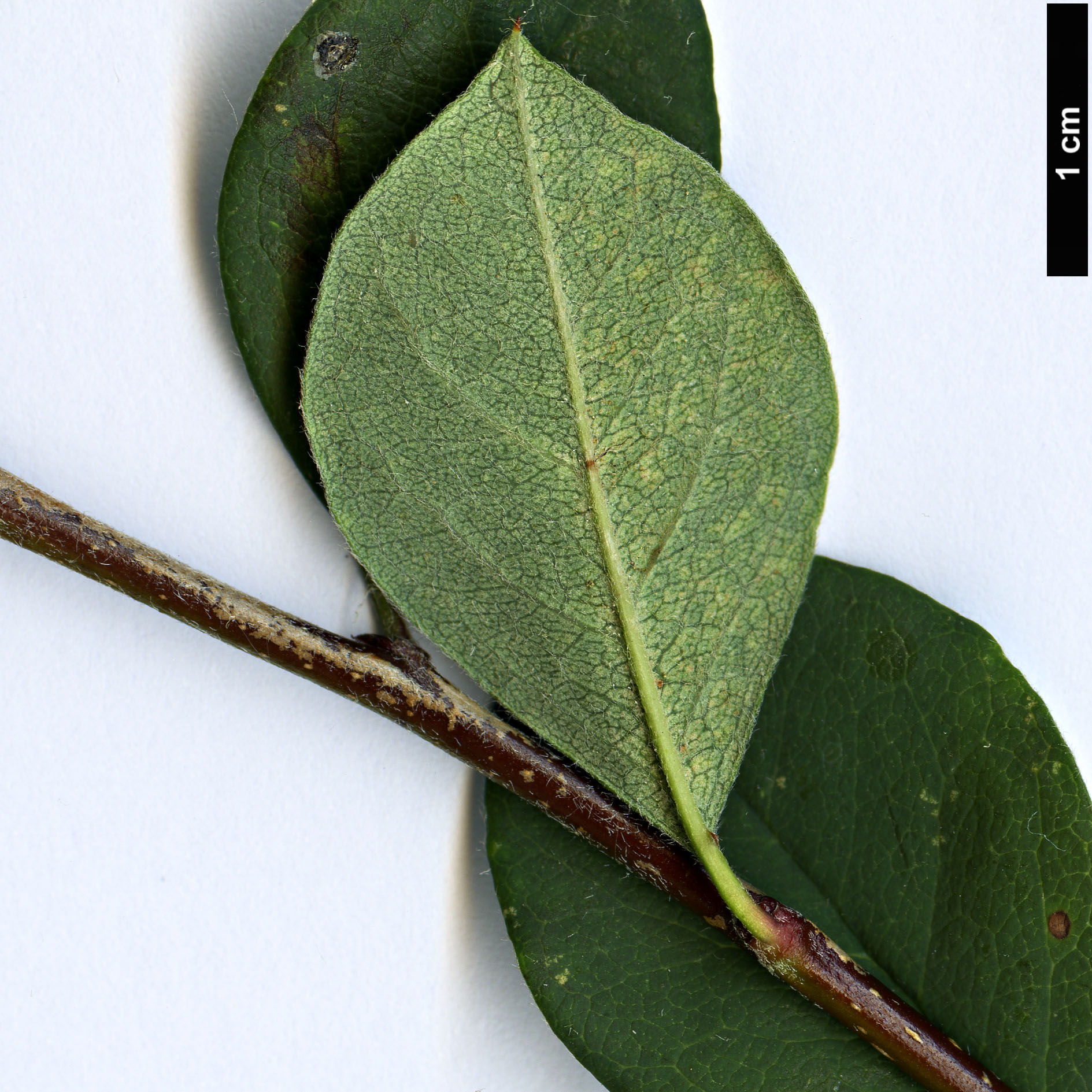 High resolution image: Family: Rosaceae - Genus: Cotoneaster - Taxon: chungtiensis High resolution image: Family: Rosaceae - Genus: Cotoneaster - Taxon: chungtiensis