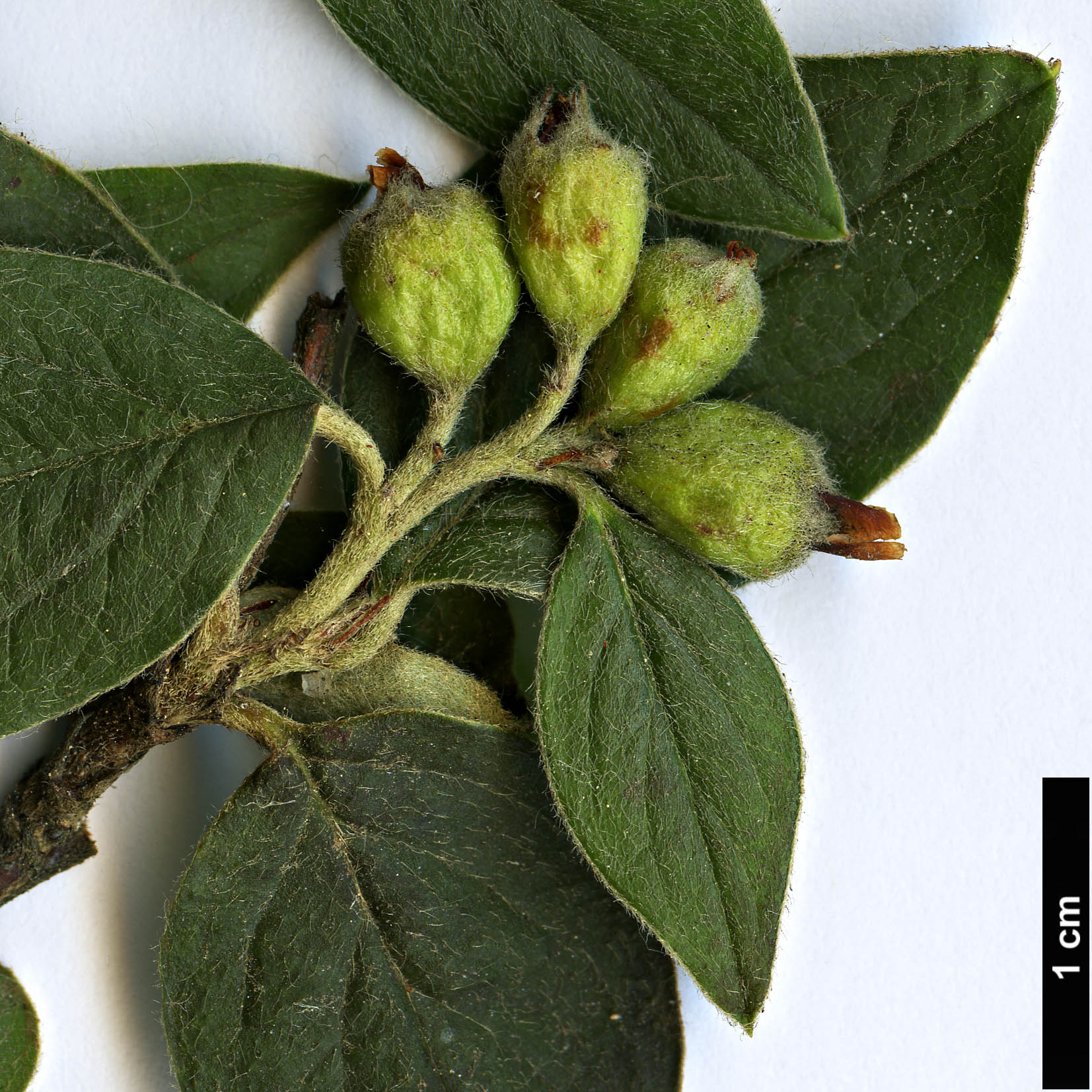 High resolution image: Family: Rosaceae - Genus: Cotoneaster - Taxon: cinerascens