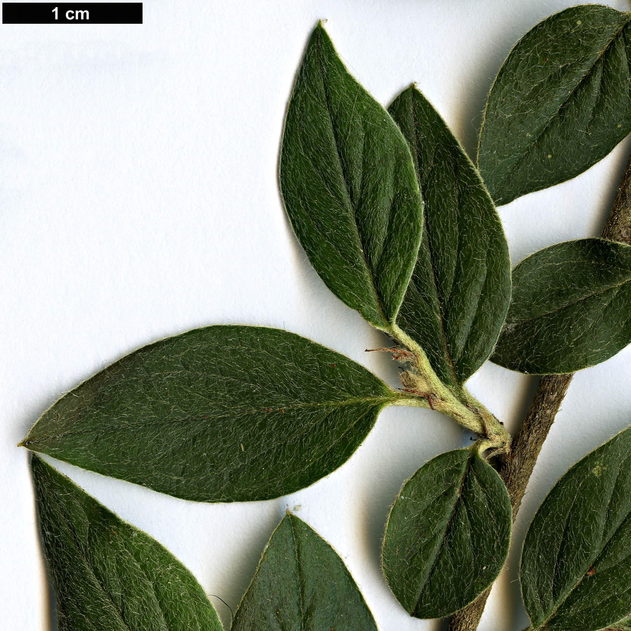 High resolution image: Family: Rosaceae - Genus: Cotoneaster - Taxon: cinerascens