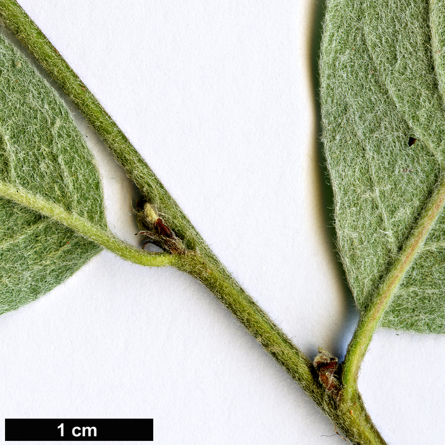 High resolution image: Family: Rosaceae - Genus: Cotoneaster - Taxon: commixtus