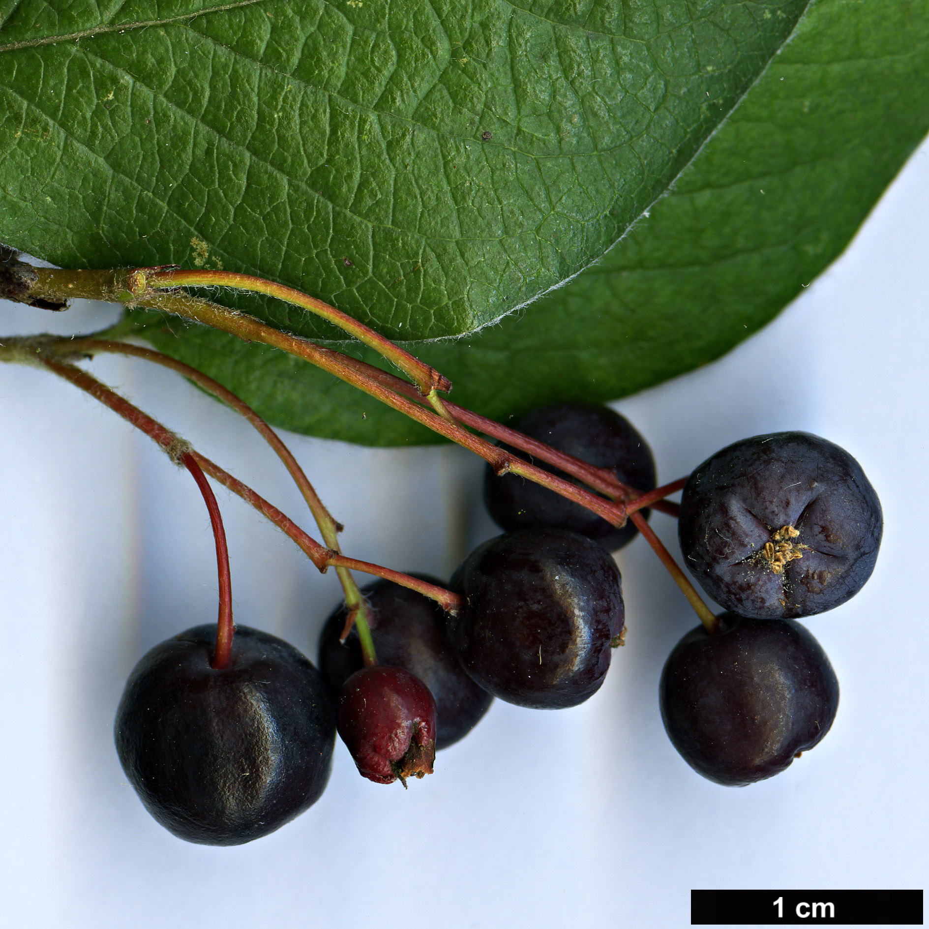 High resolution image: Family: Rosaceae - Genus: Cotoneaster - Taxon: commixtus