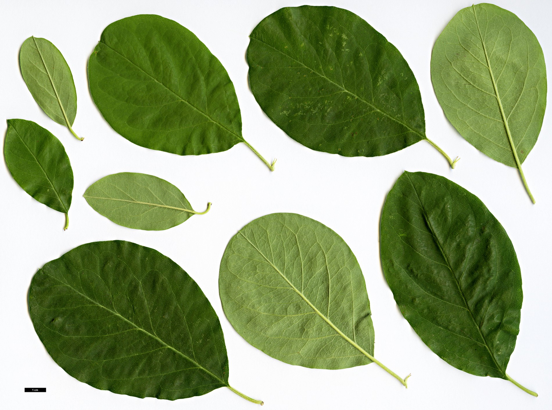 High resolution image: Family: Rosaceae - Genus: Cotoneaster - Taxon: confusus