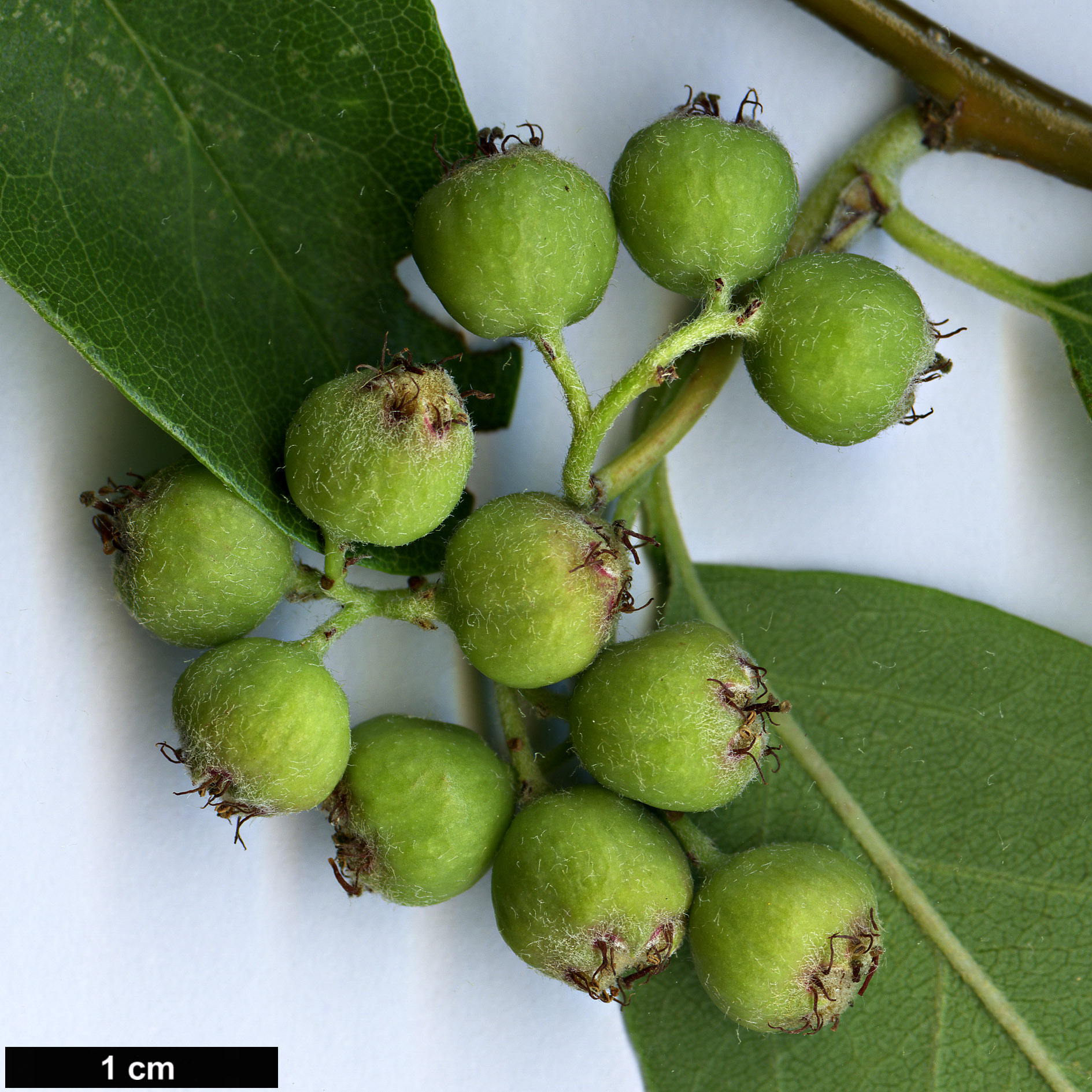 High resolution image: Family: Rosaceae - Genus: Cotoneaster - Taxon: confusus