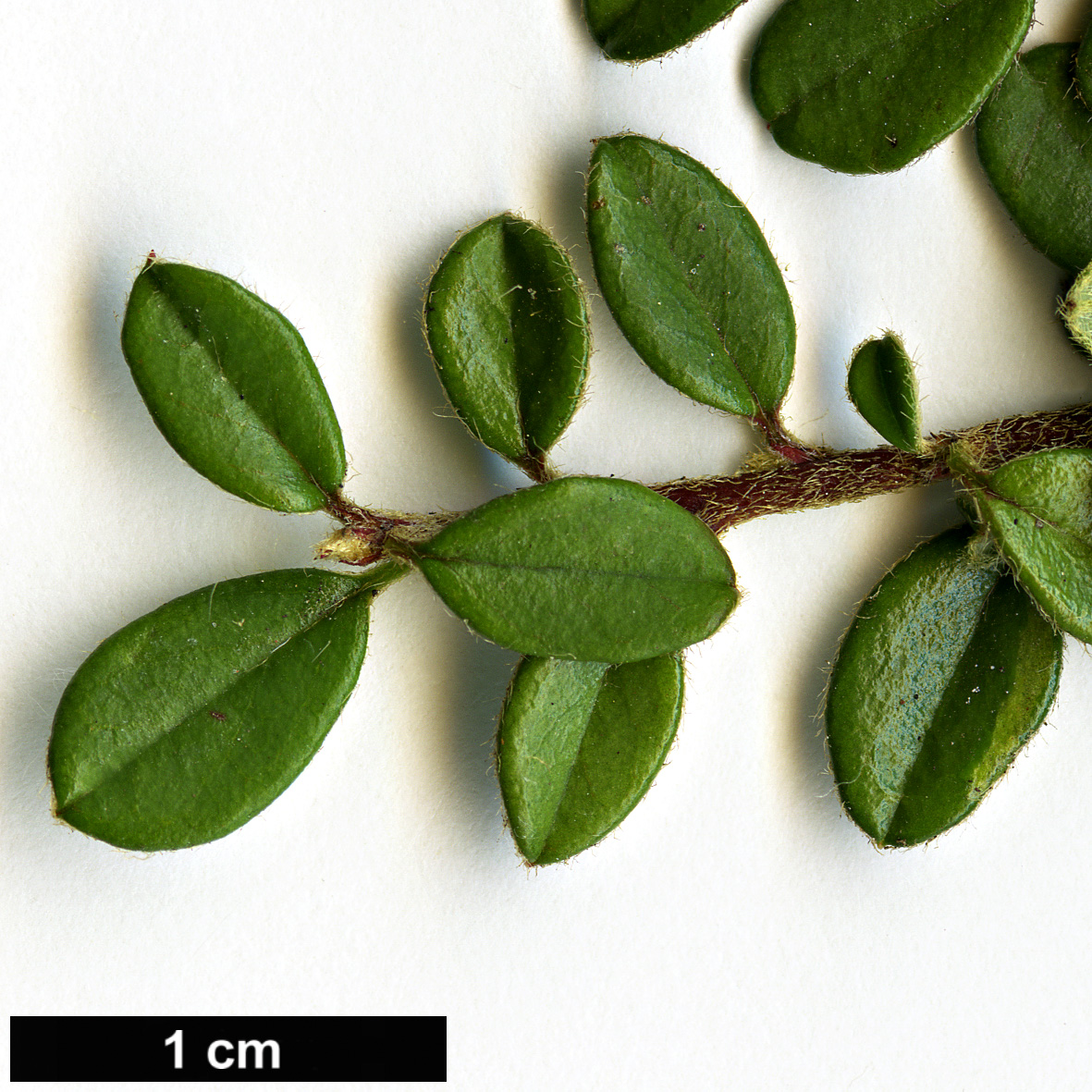 High resolution image: Family: Rosaceae - Genus: Cotoneaster - Taxon: congestus High resolution image: Family: Rosaceae - Genus: Cotoneaster - Taxon: congestus