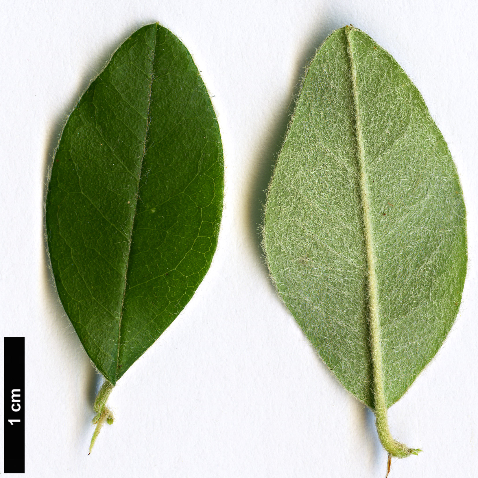 High resolution image: Family: Rosaceae - Genus: Cotoneaster - Taxon: cooperi