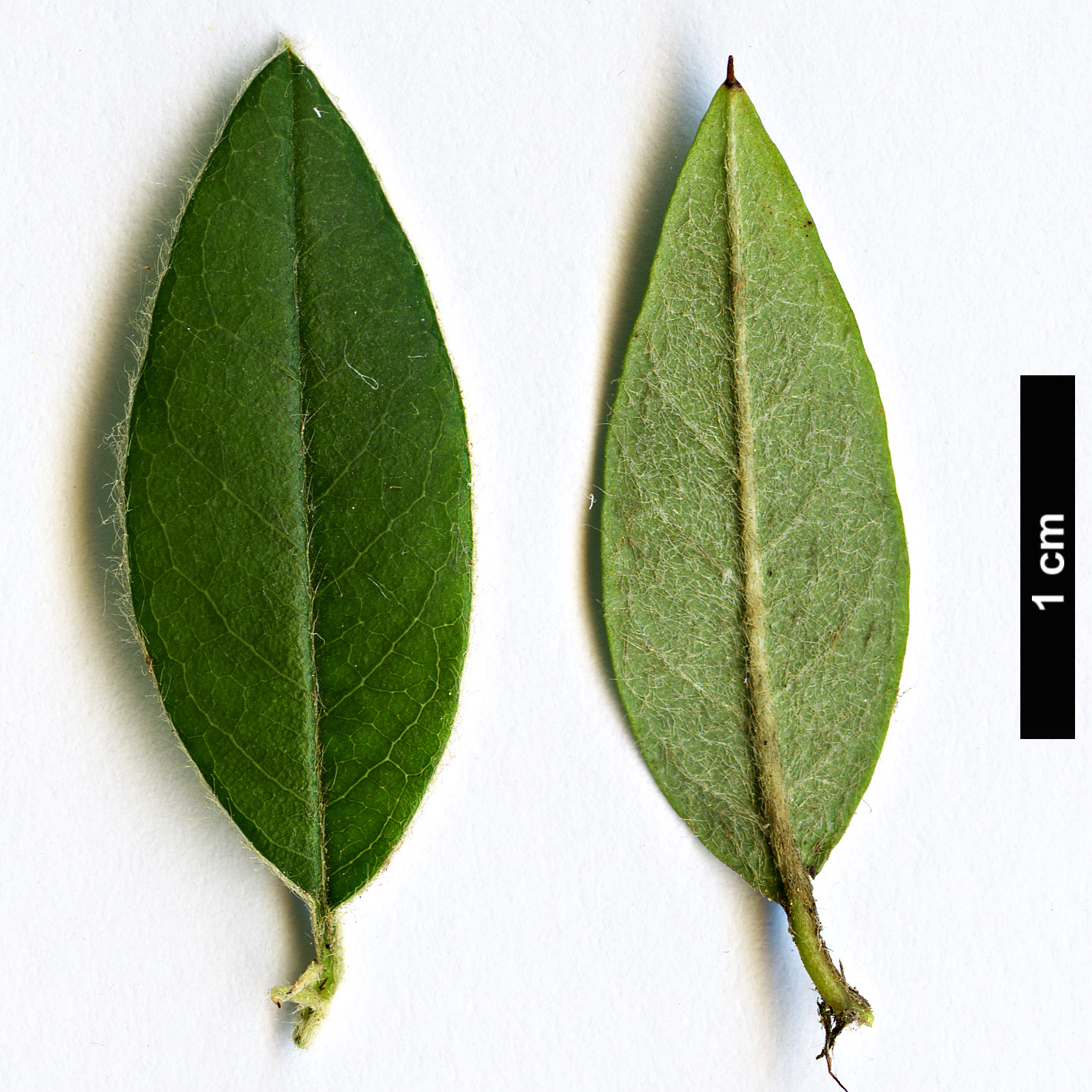 High resolution image: Family: Rosaceae - Genus: Cotoneaster - Taxon: cooperi